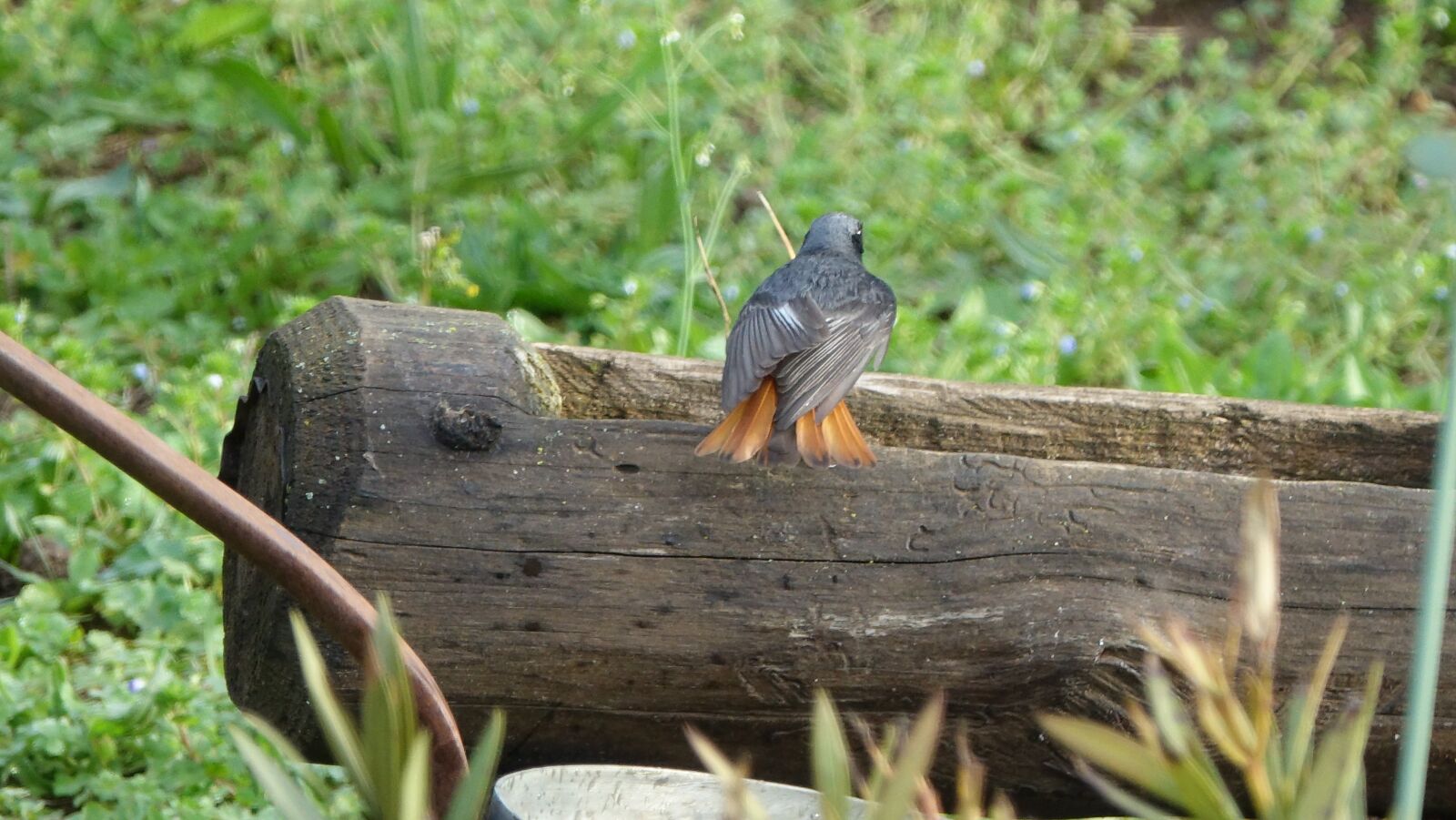 Sony Cyber-shot DSC-RX10 III sample photo. Nature, fauna, bird photography