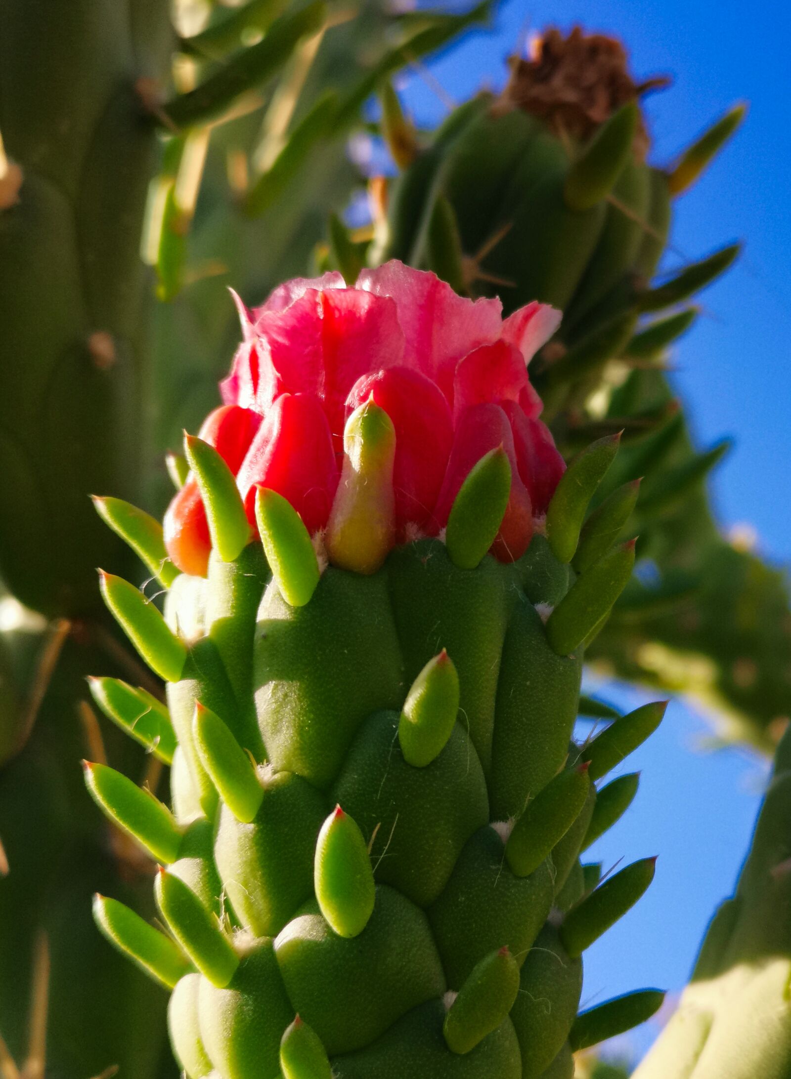 HUAWEI LYA-L29 sample photo. Cactus, cylindropuntia, flower photography
