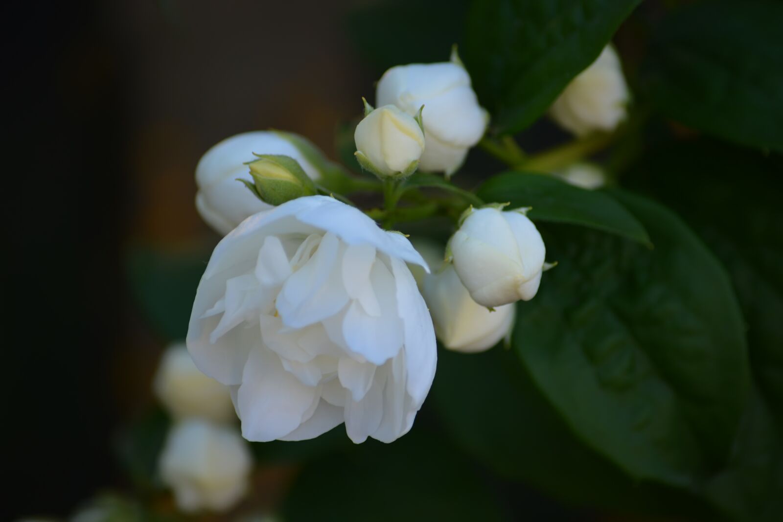 Nikon D5200 sample photo. Flowers, spring, bouquet photography