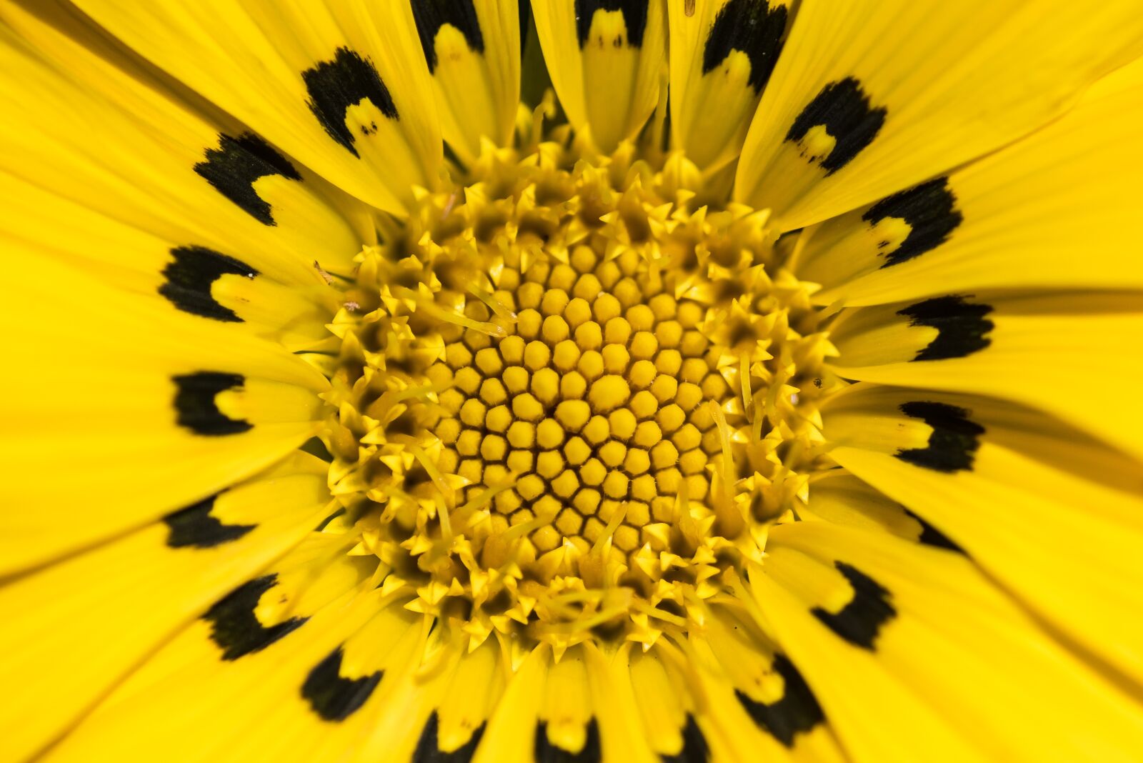Nikon D750 sample photo. Flower, yellow, nature photography