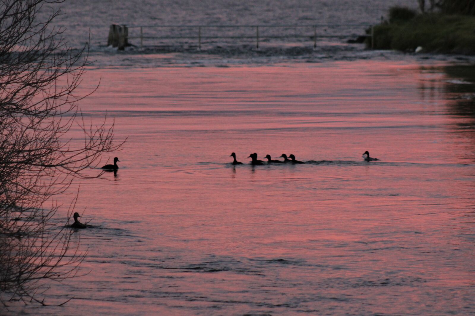 Canon EOS 60D sample photo. Sunset, water, ducks photography
