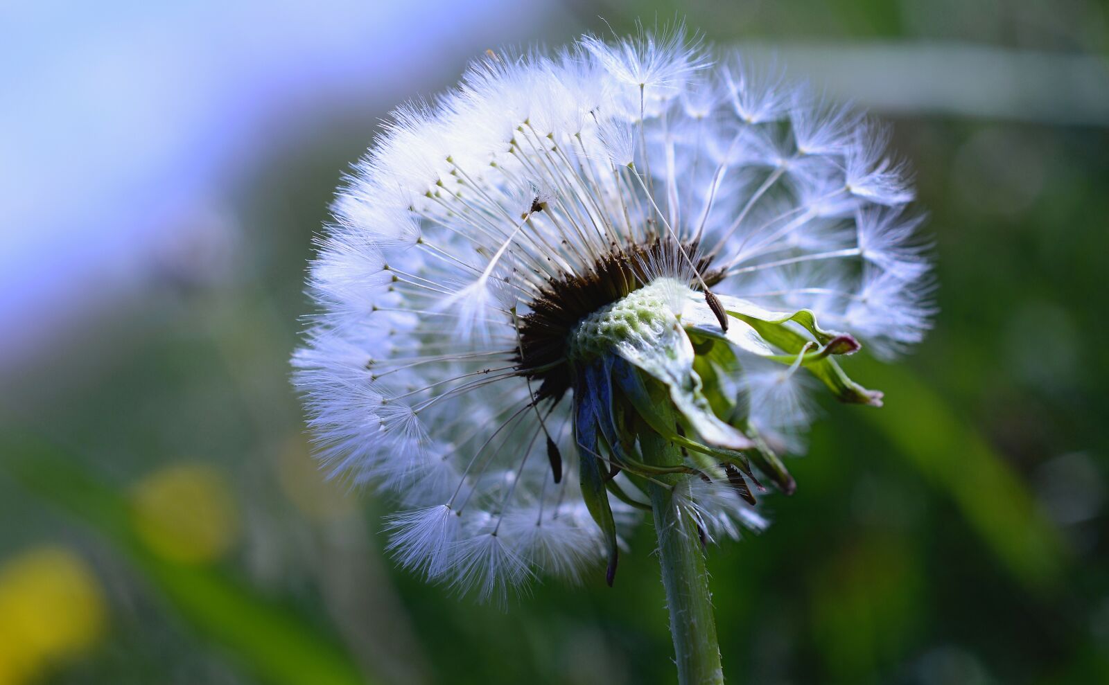 Nikon D3200 sample photo. Dandelion, dandelion flower, seeds photography