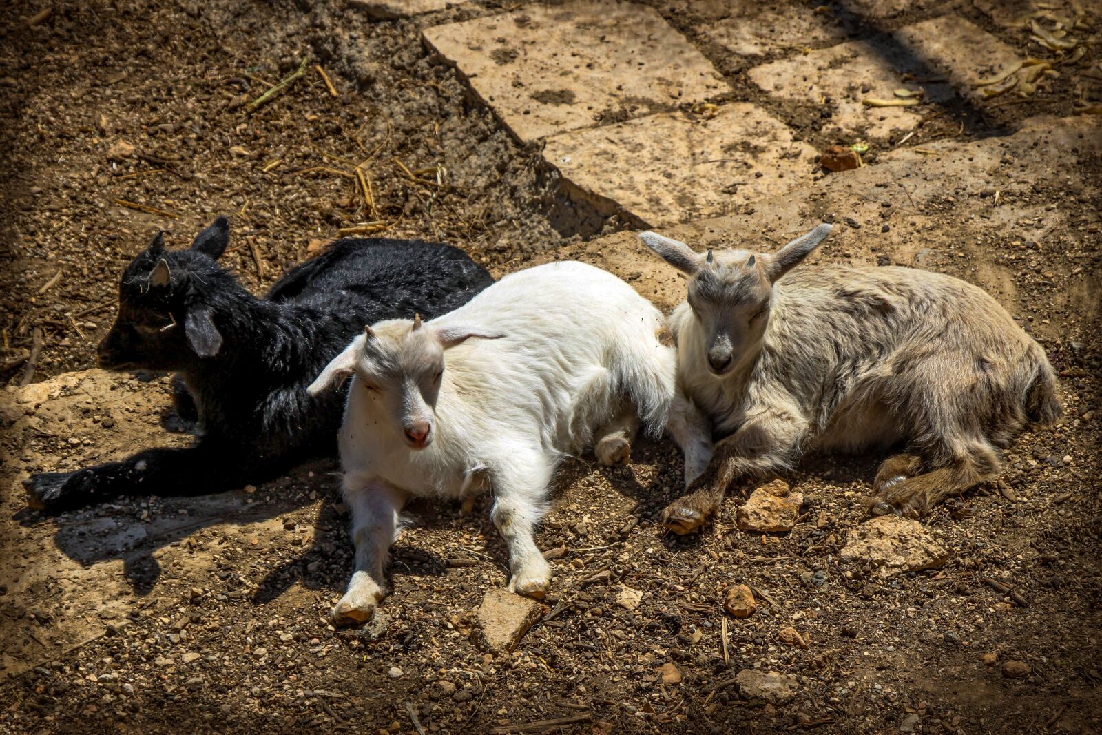 Canon EOS 500D (EOS Rebel T1i / EOS Kiss X3) sample photo. Goat, brothers, nature photography