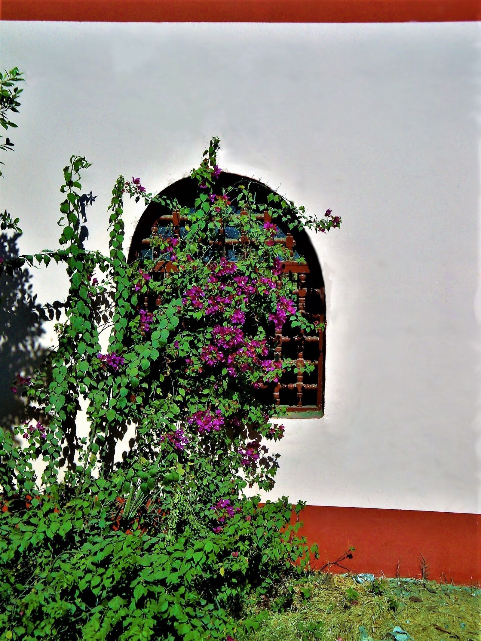 Sony Cyber-shot DSC-W170 sample photo. Window, oleander, egypt photography