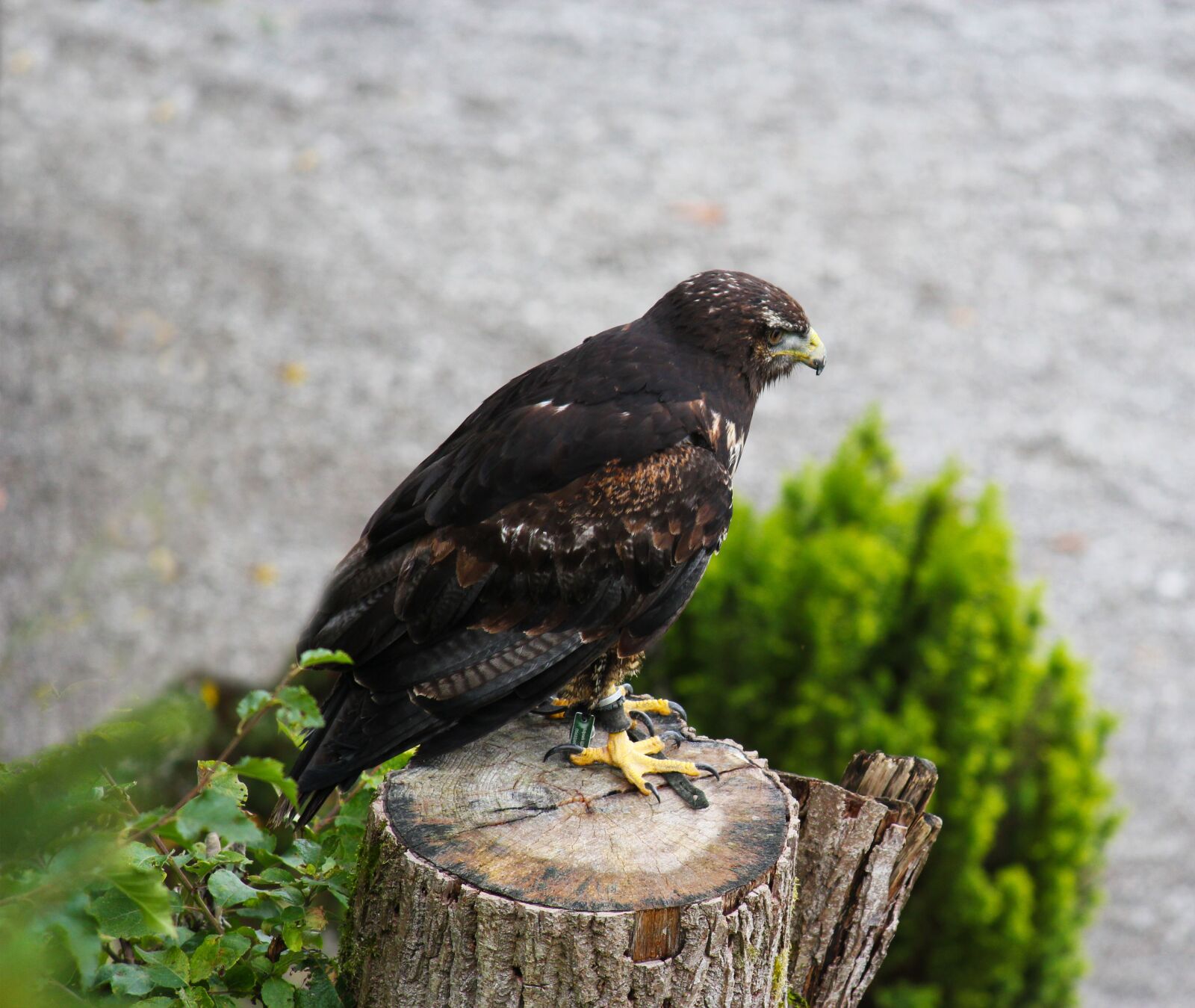 Canon EOS 550D (EOS Rebel T2i / EOS Kiss X4) sample photo. Raptor, falcon, bird of photography