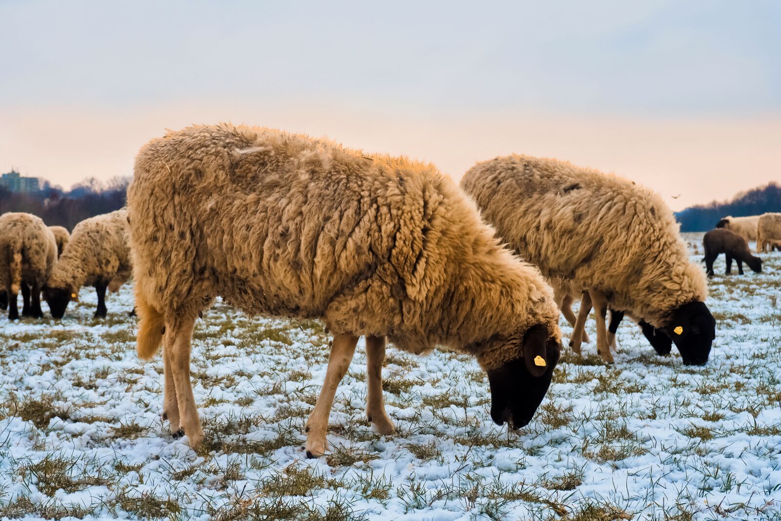 Olympus OM-D E-M10 sample photo. Sheep, animals, lamb photography