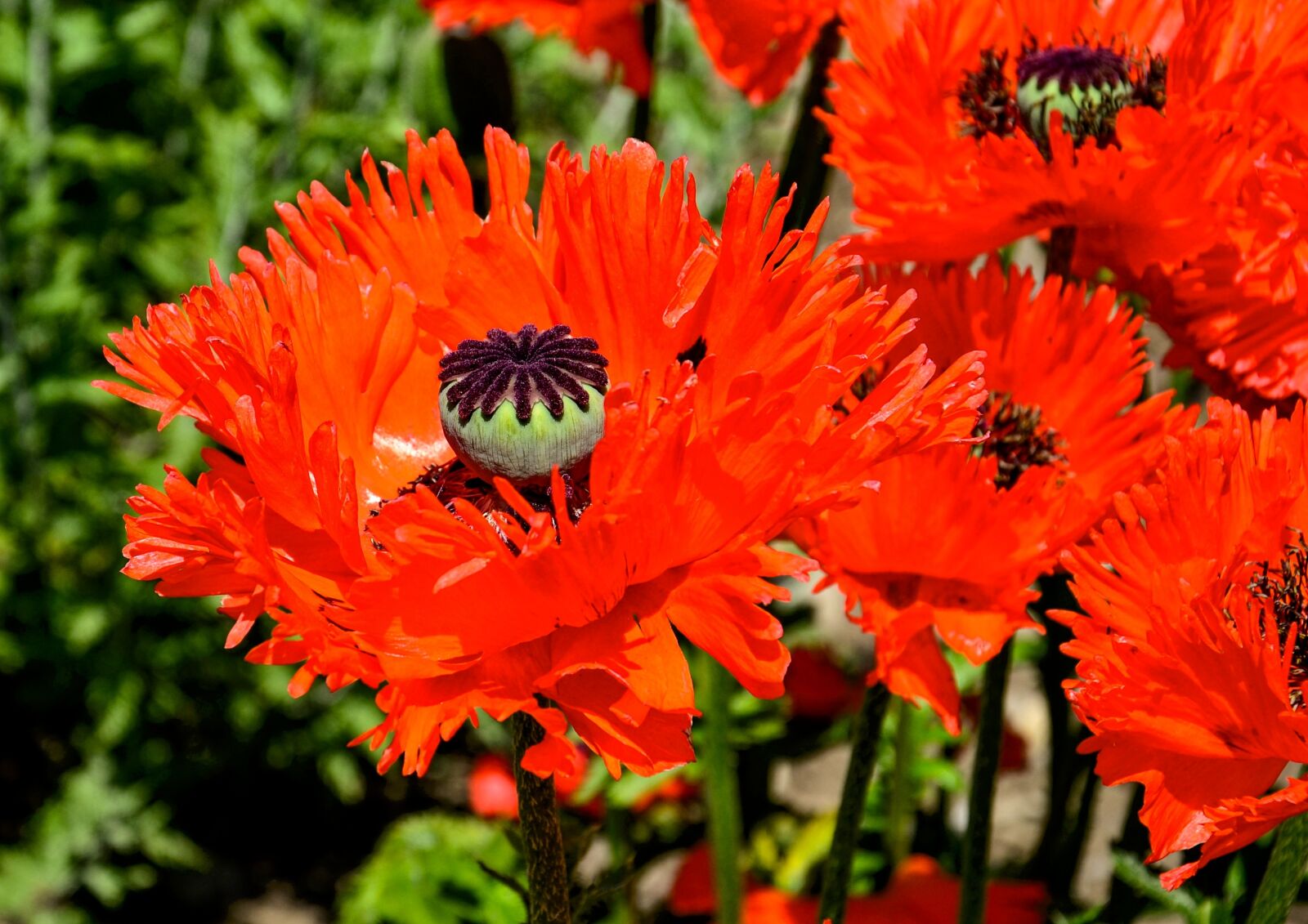 Nikon D3100 sample photo. Poppy, turkish, poppy flower photography