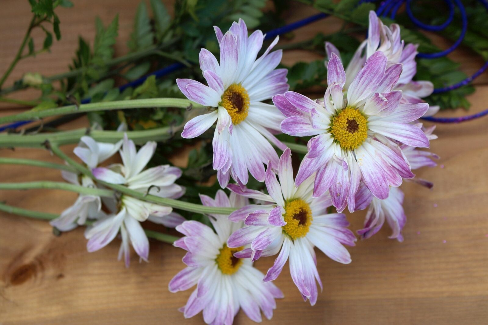 Canon EOS 700D (EOS Rebel T5i / EOS Kiss X7i) sample photo. Flora, flowers, margaretka photography