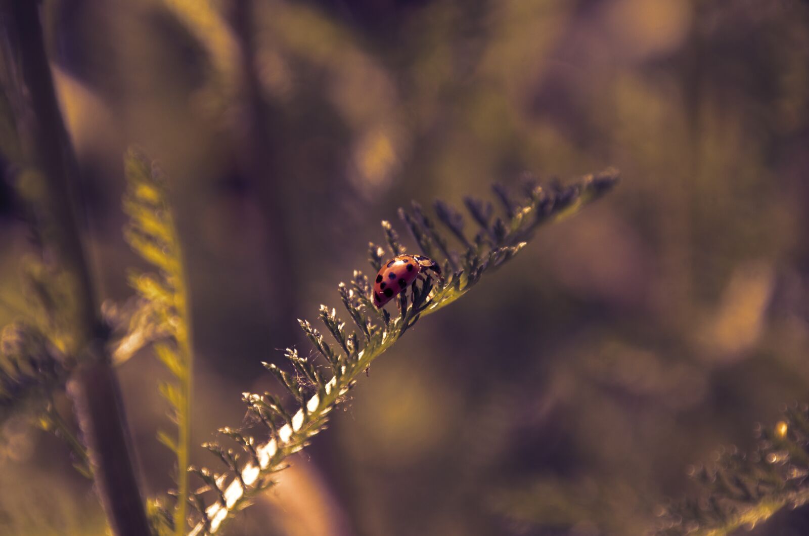 Nikon D7000 sample photo. Beetle, ladybug, dusk photography