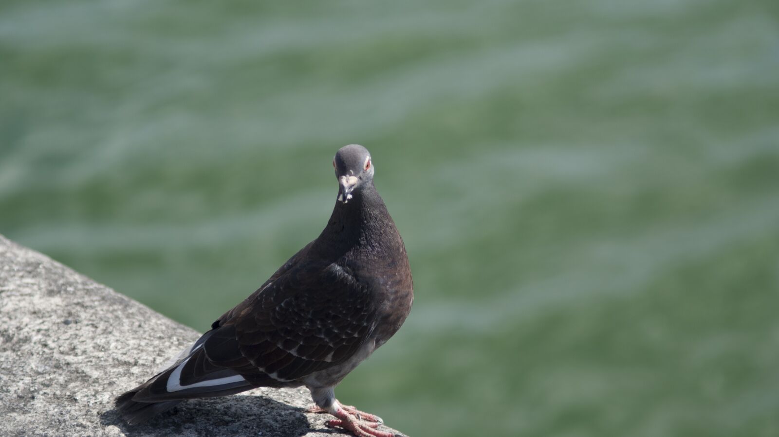 Minolta AF 70-210mm F4 Macro sample photo. Pigeon, bird, dove photography