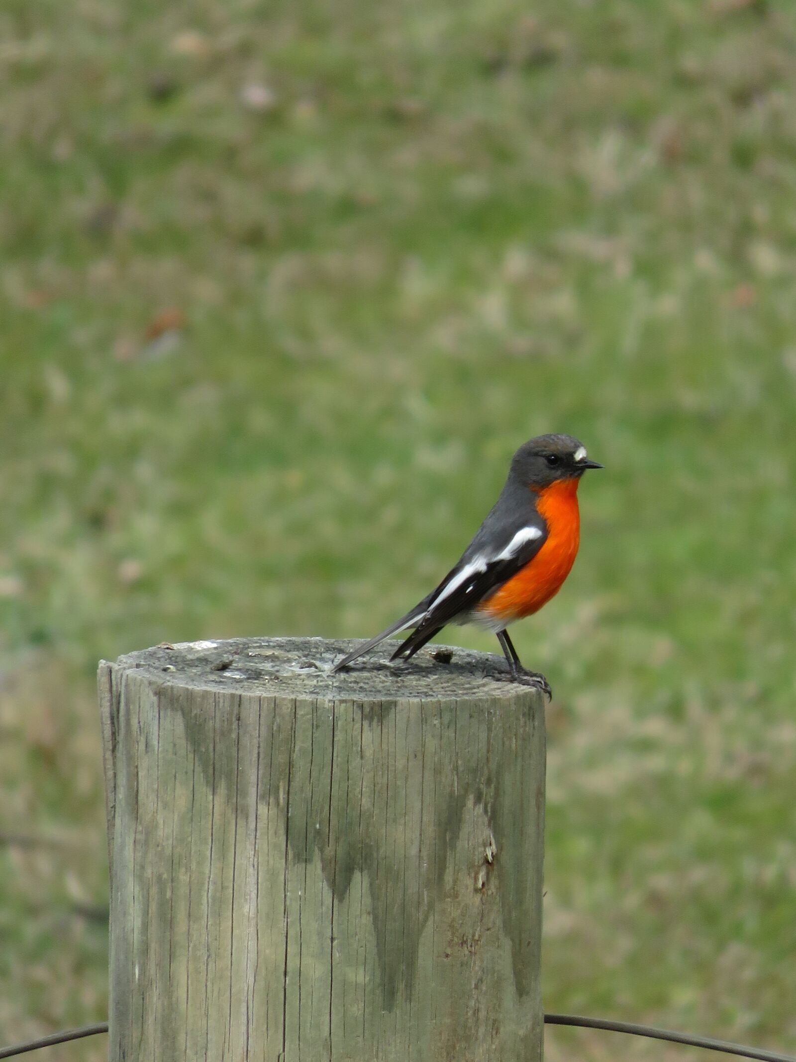 Canon PowerShot SX700 HS sample photo. Orange, breasted, robin photography