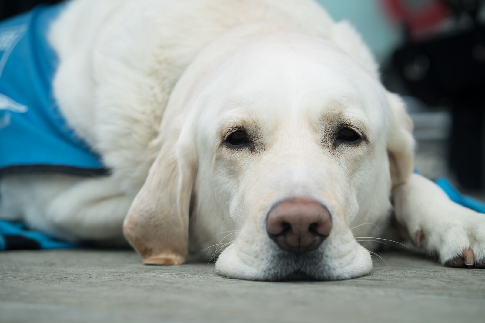 Sony a7S sample photo. Dog, mammal, cute photography