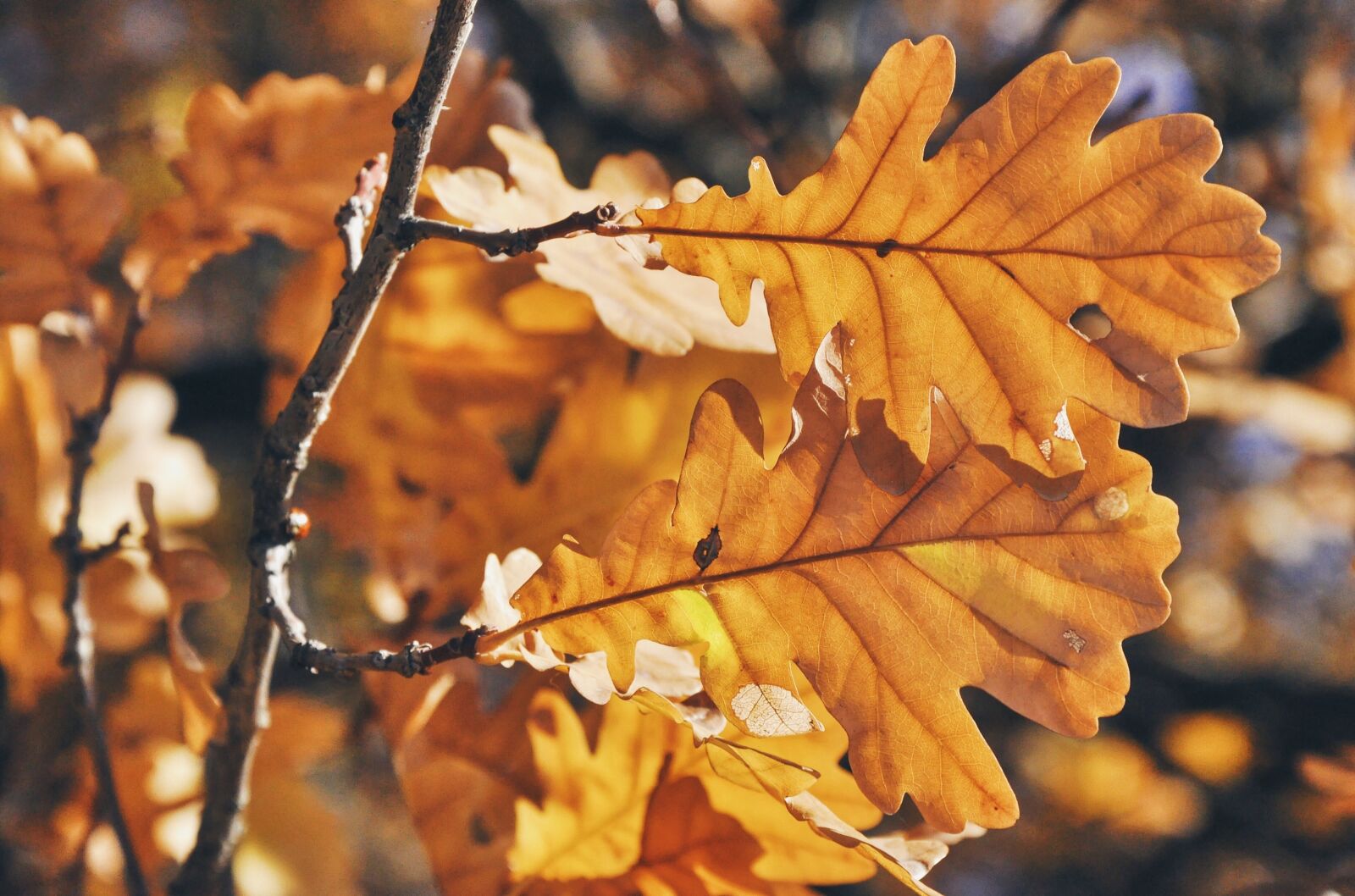 Nikon D90 sample photo. Oak, leaves, oak leaf photography