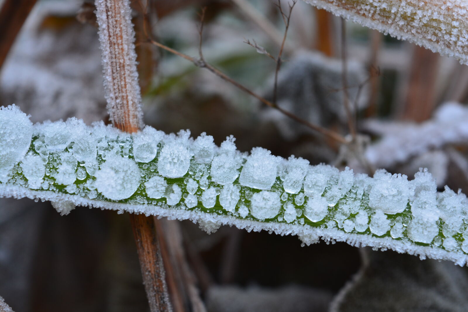 Nikon D5200 sample photo. Frozen, frozen, drops, nature photography