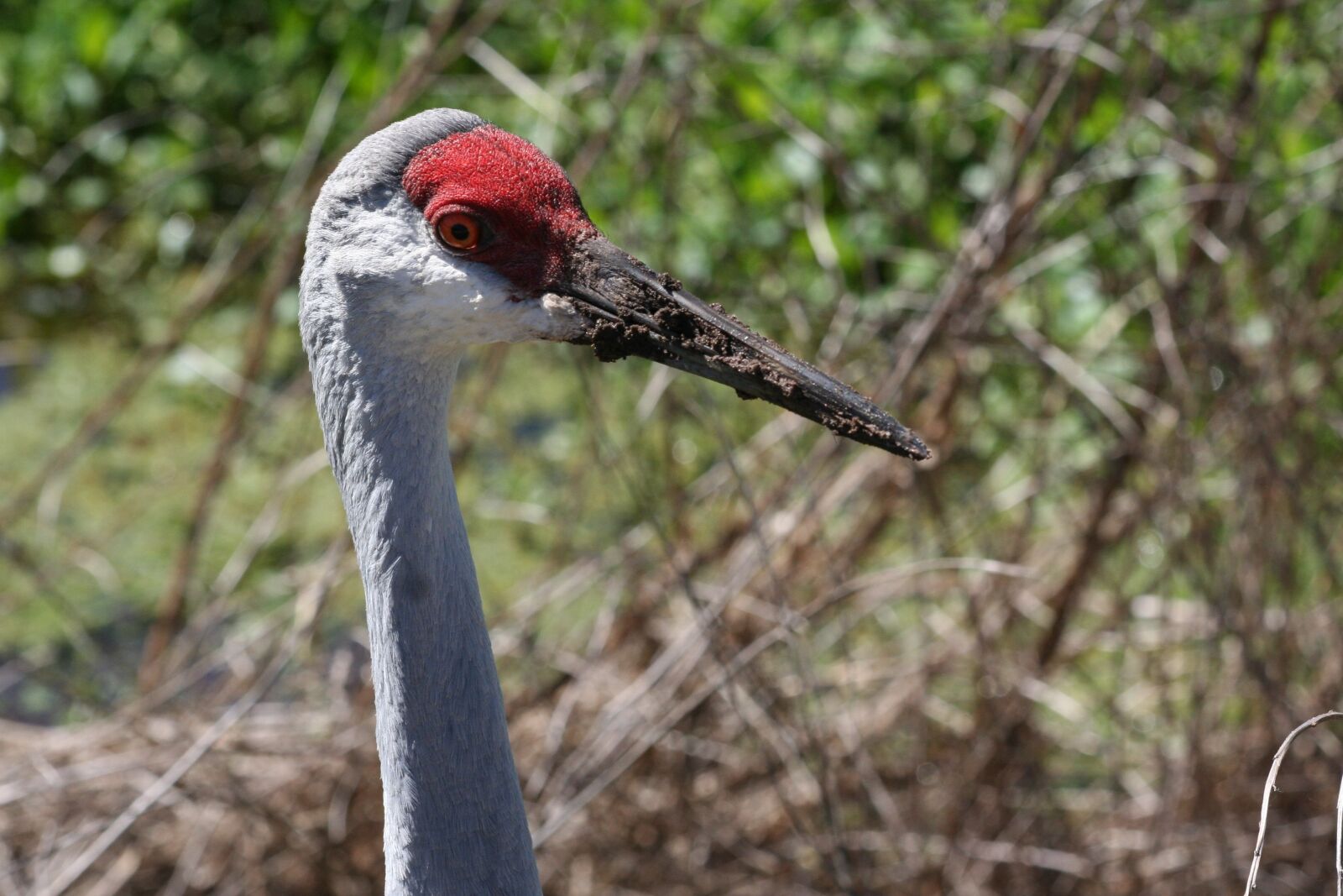 Canon EOS 350D (EOS Digital Rebel XT / EOS Kiss Digital N) sample photo. Bird, wildlife, sandhill crane photography