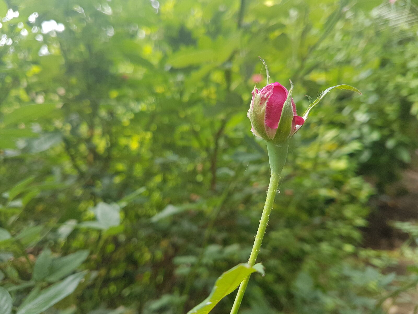 Samsung Galaxy S7 Edge sample photo. Blur, pink, rose photography