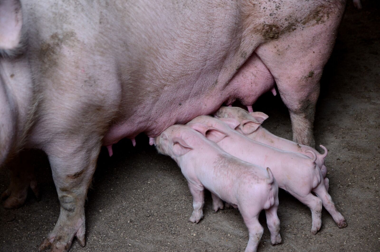 Nikon D7000 sample photo. Pig, farms, journey photography