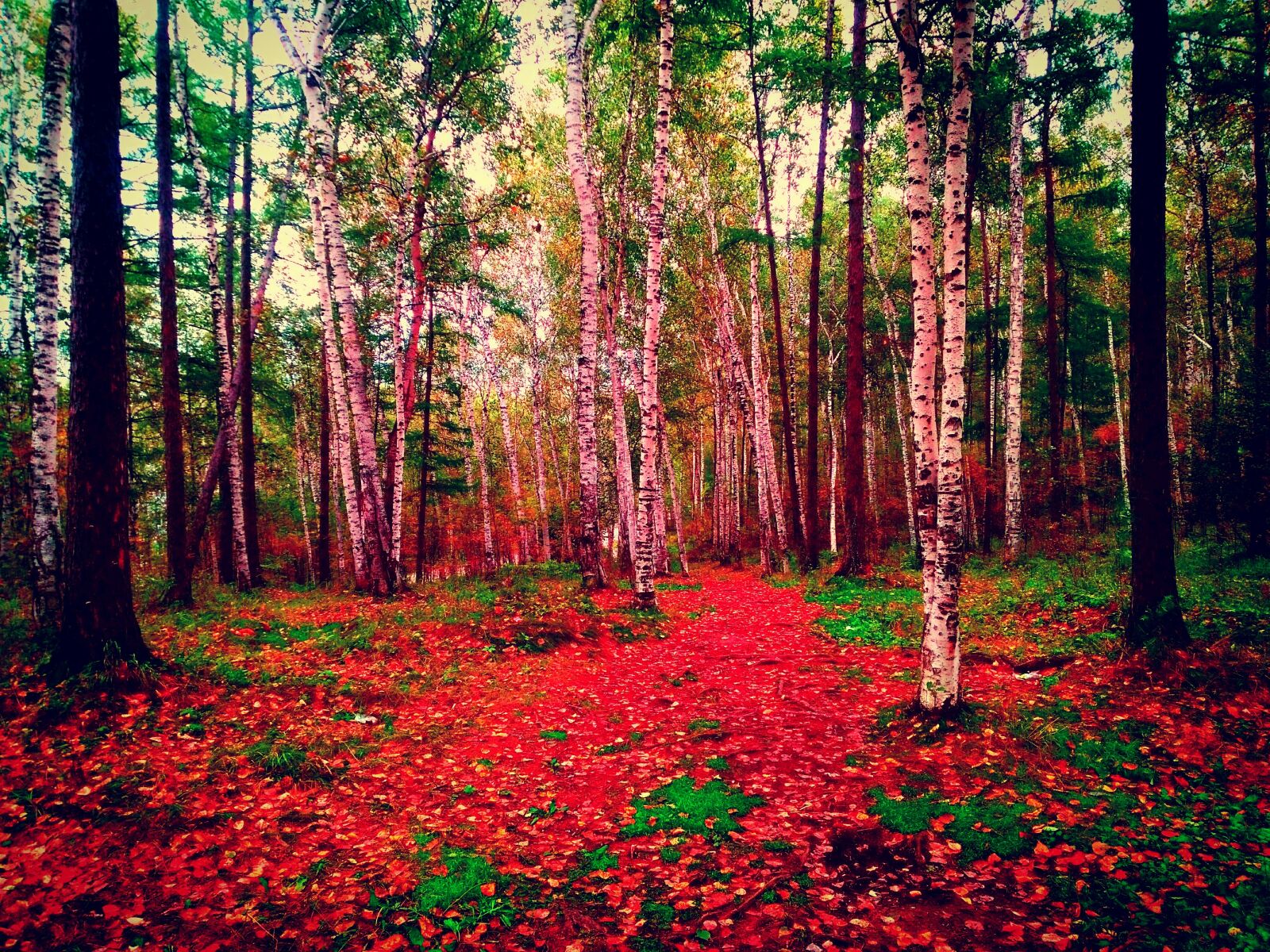 HUAWEI KIW-L21 sample photo. Nature, autumn forest, autumn photography