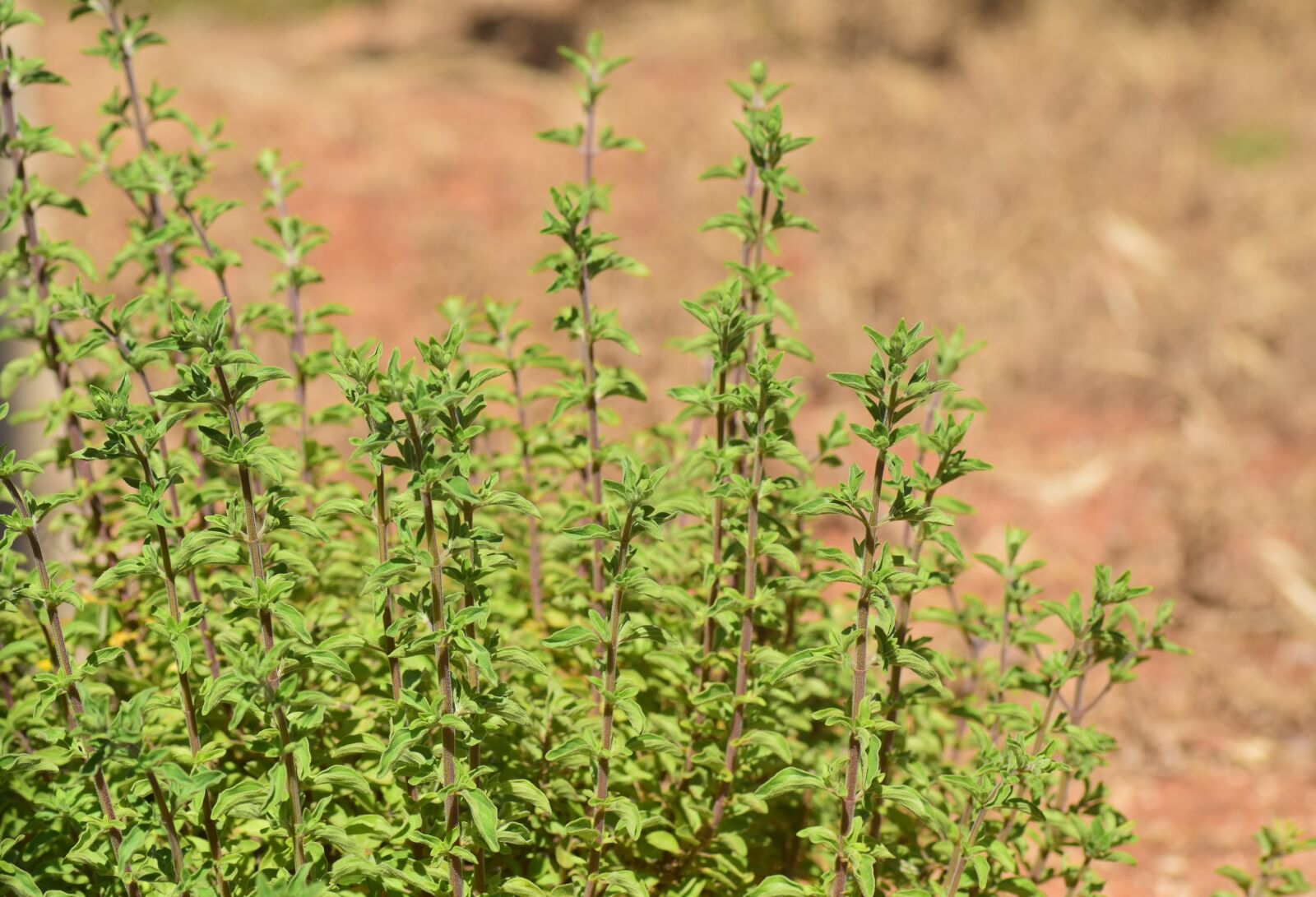 Nikon D3300 sample photo. Marjoram, origanum majorana, dost photography
