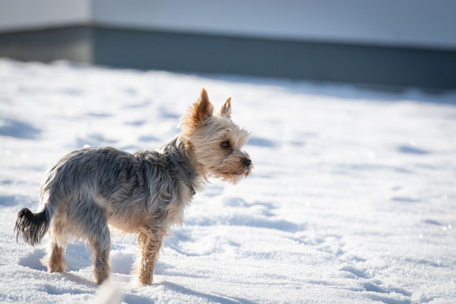 Nikon D7100 sample photo. Dog, winter, snow photography