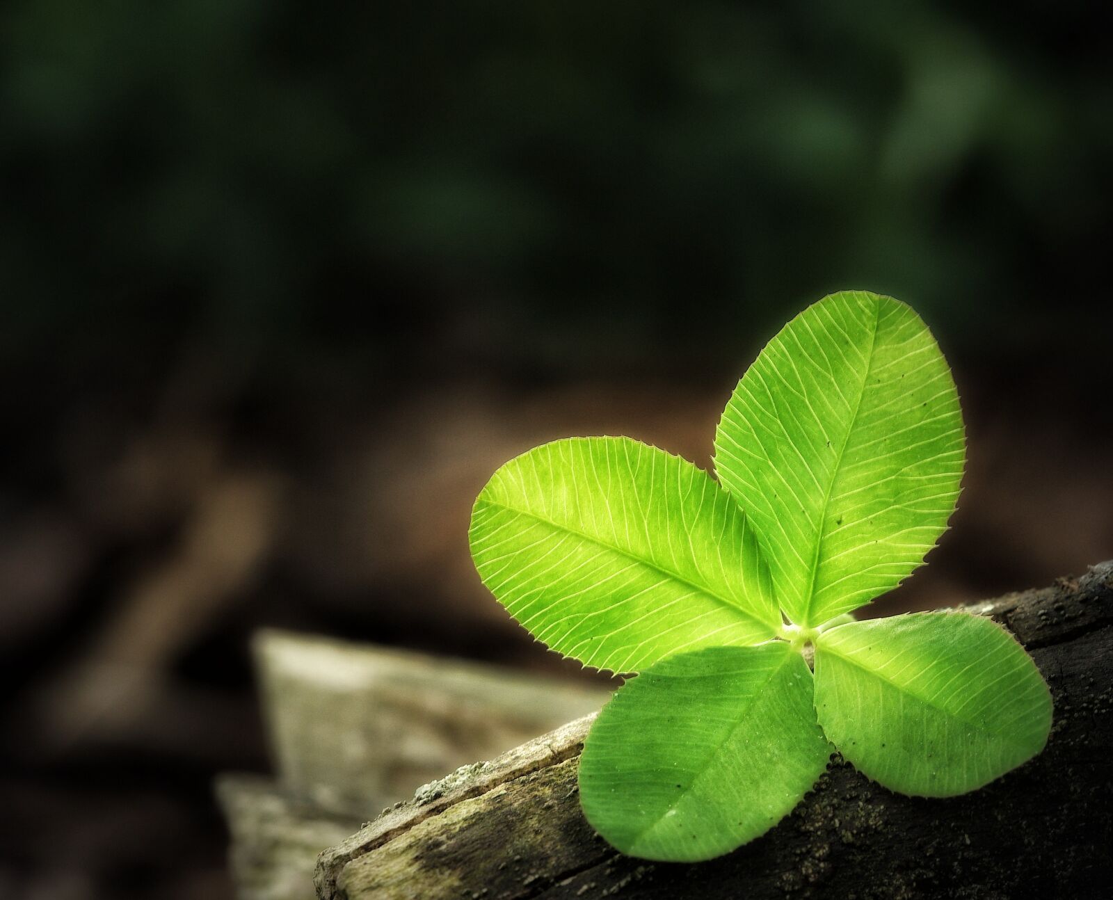 Pentax K200D sample photo. Four leaf clover, luck photography