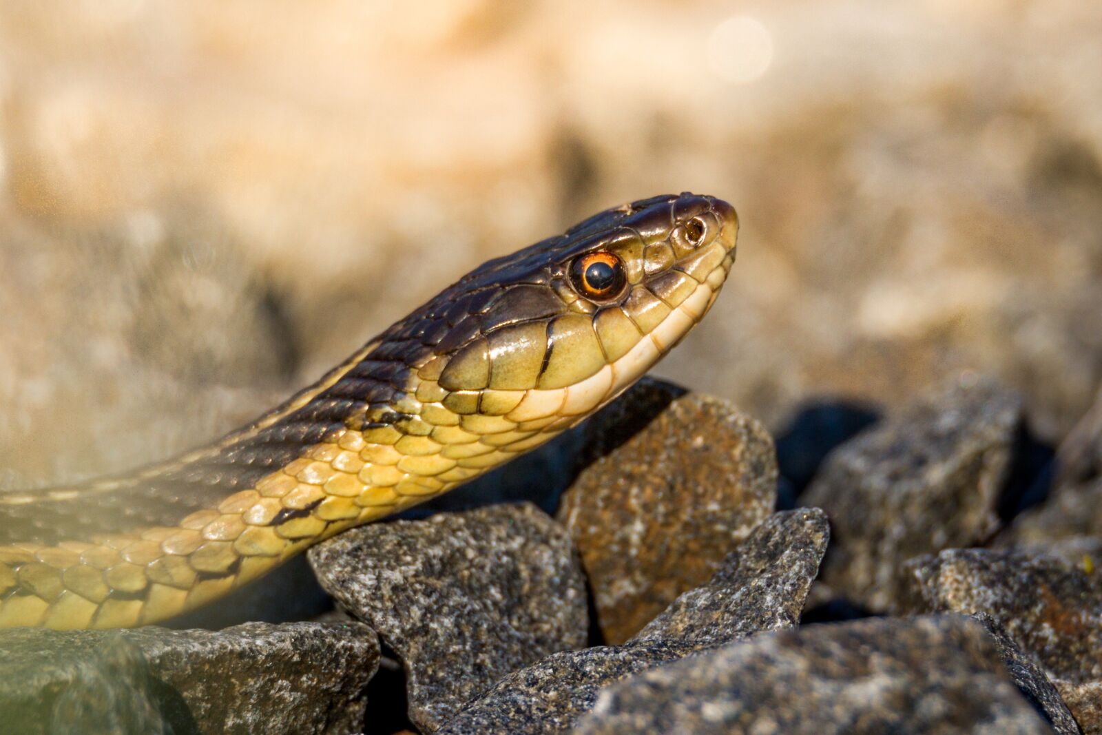 Canon EOS 7D + 150-600mm F5-6.3 DG OS HSM | Sports 014 sample photo. Nature, snake, reptile photography