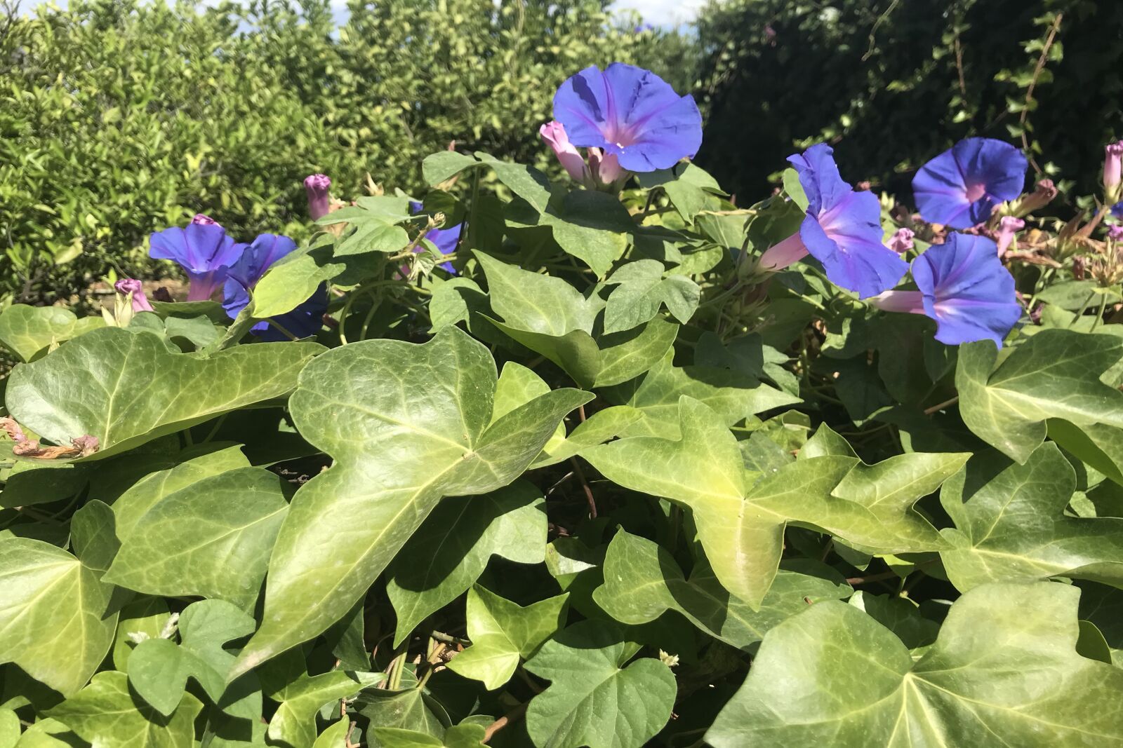 iPhone 7 back camera 3.99mm f/1.8 sample photo. Flowers, blue, leaves photography