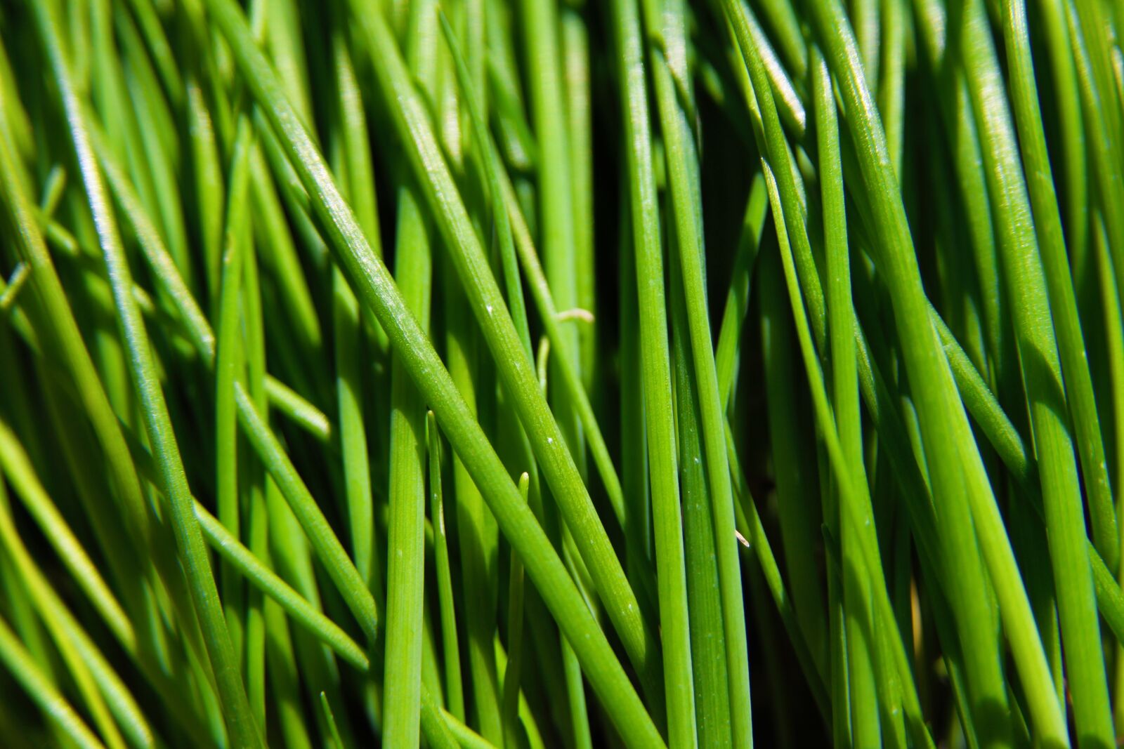 Canon EOS 50D sample photo. Chives, green, food photography