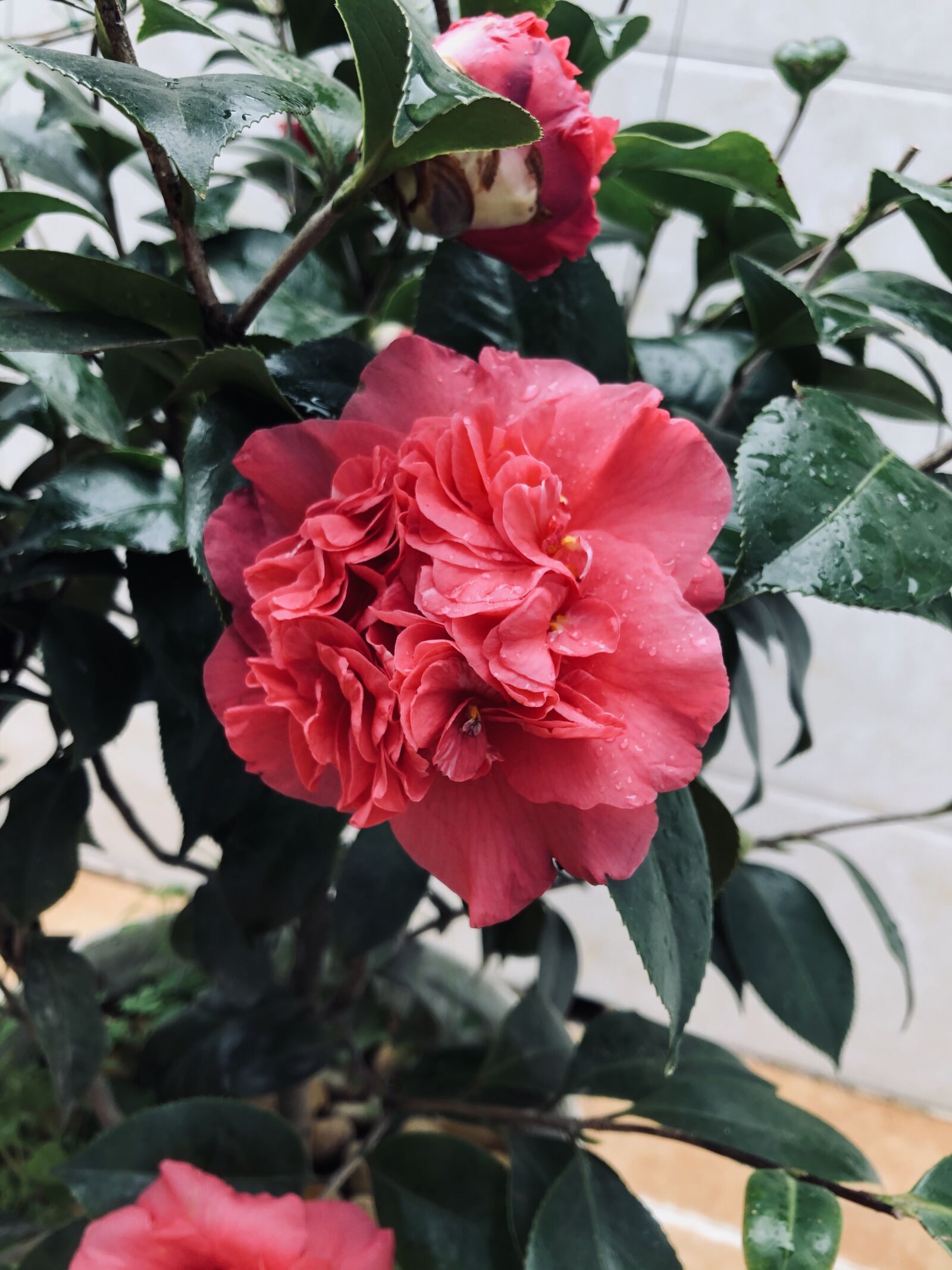 iPhone 8 Plus back dual camera 3.99mm f/1.8 sample photo. Vertical screen, flower, spring photography
