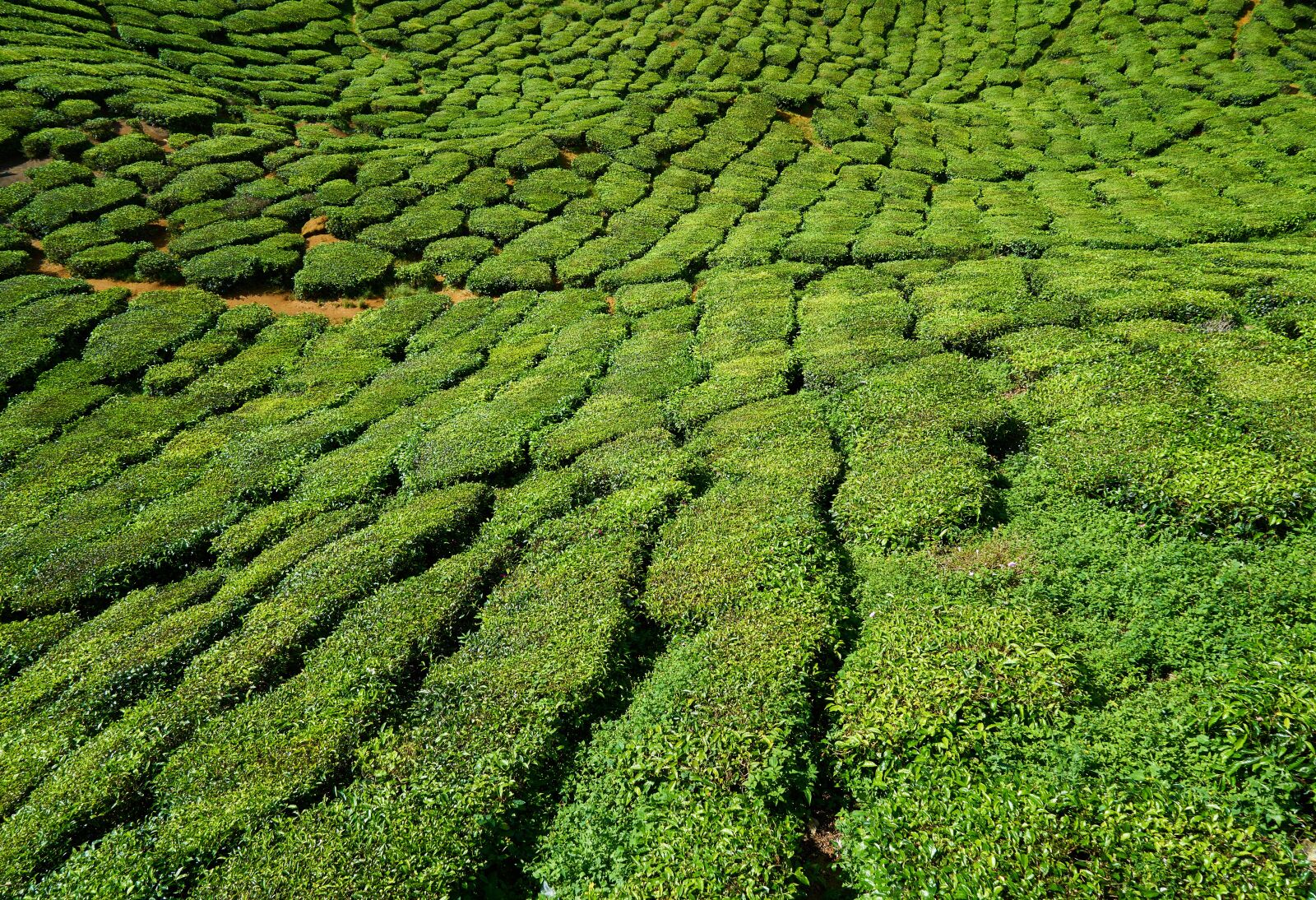 Sony a7R II sample photo. Field, tea, nature photography