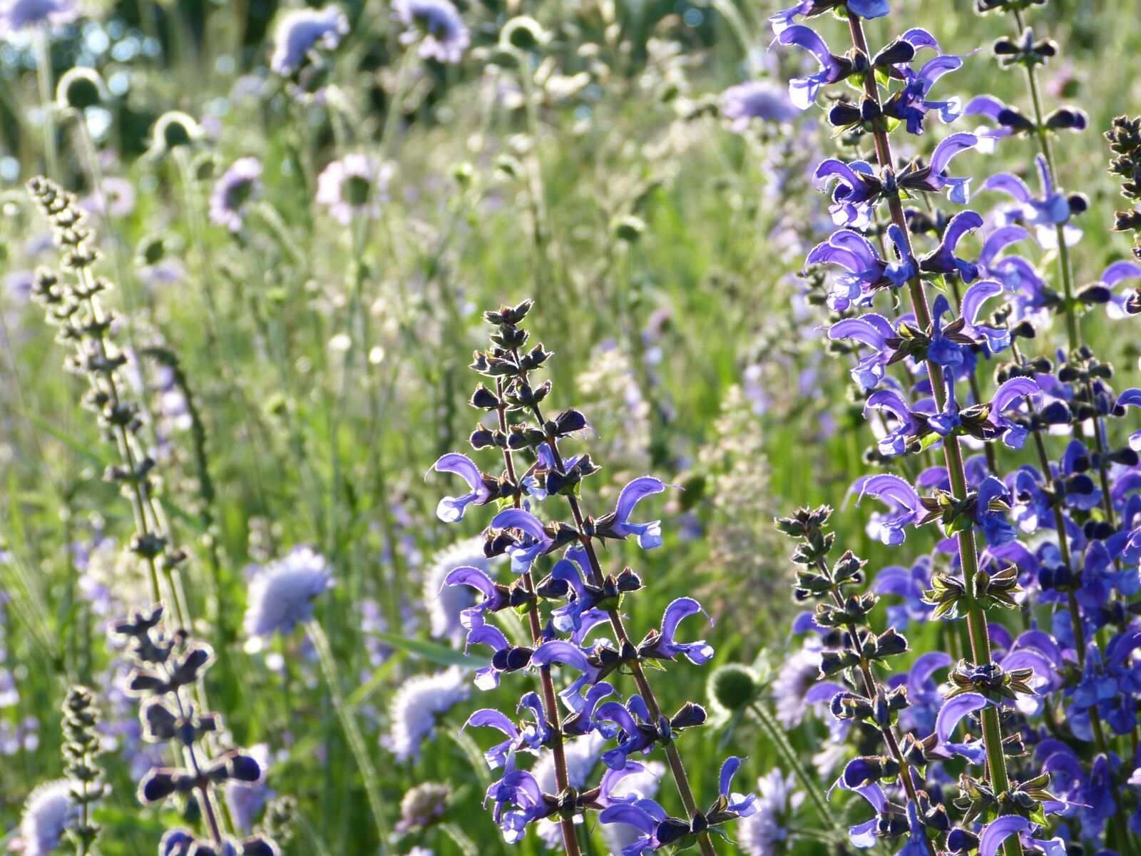 Panasonic Lumix DMC-FZ150 sample photo. Salvia, wild sage, bloom photography
