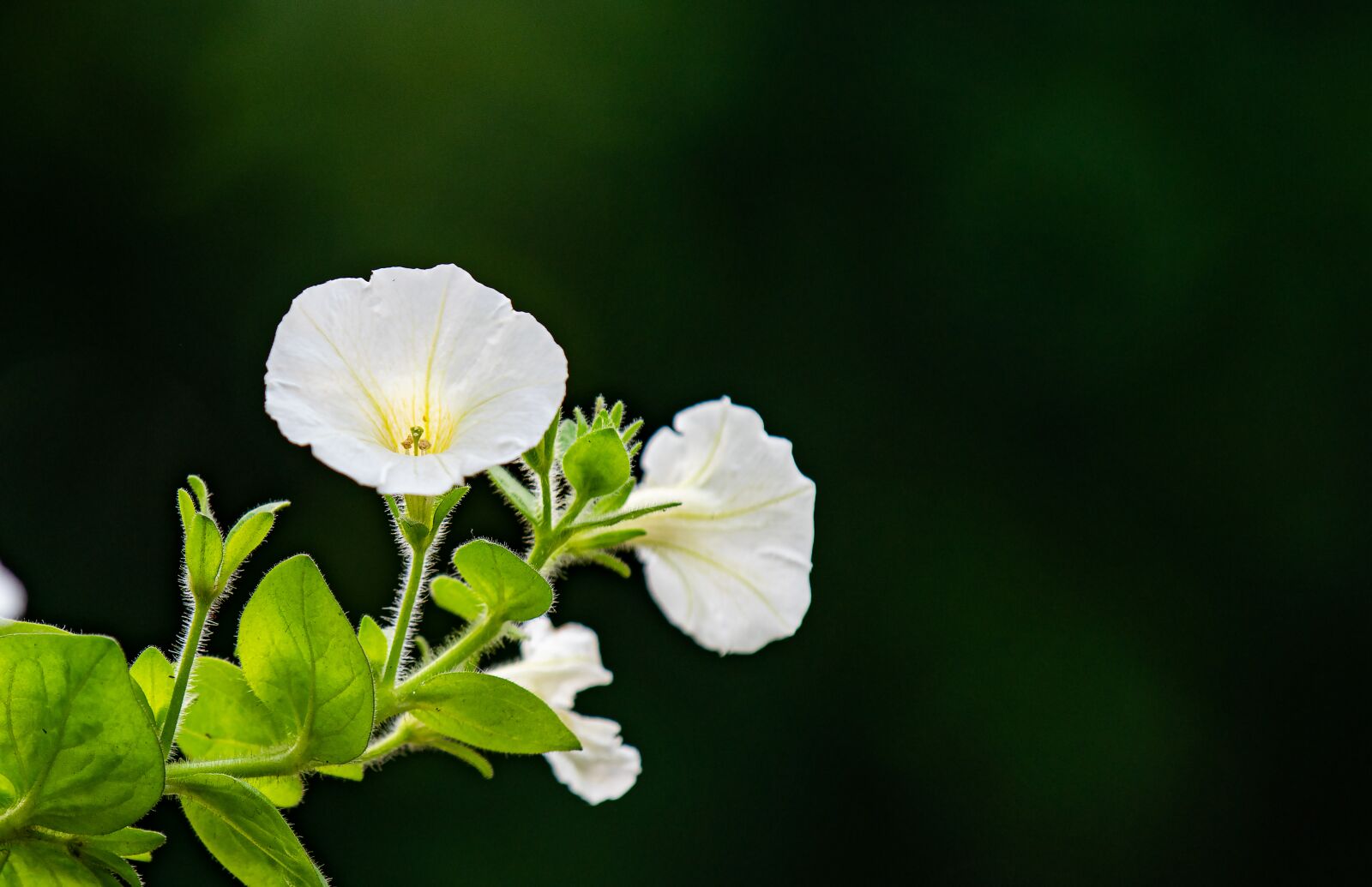 Nikon D810 sample photo. Flower, nest workshop, tree photography