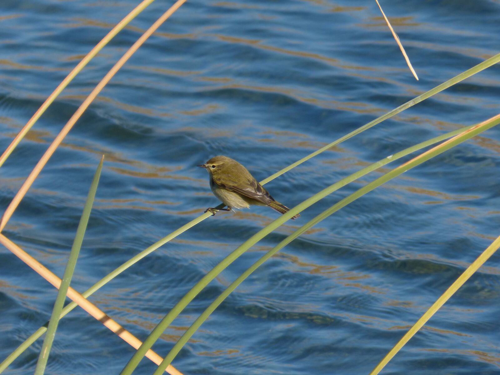 Panasonic DMC-FZ62 sample photo. Bird, ave, phylloscopus collybita photography