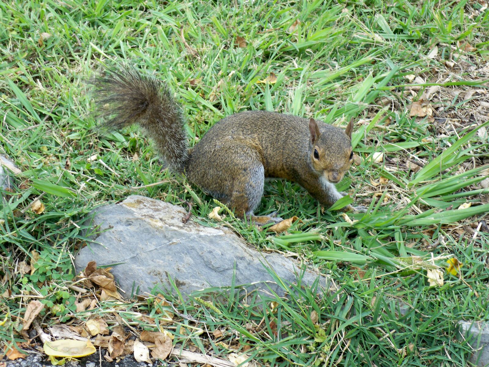 Kodak EASYSHARE V1273 DIGITAL CAMERA sample photo. Squirrel, nature, park photography
