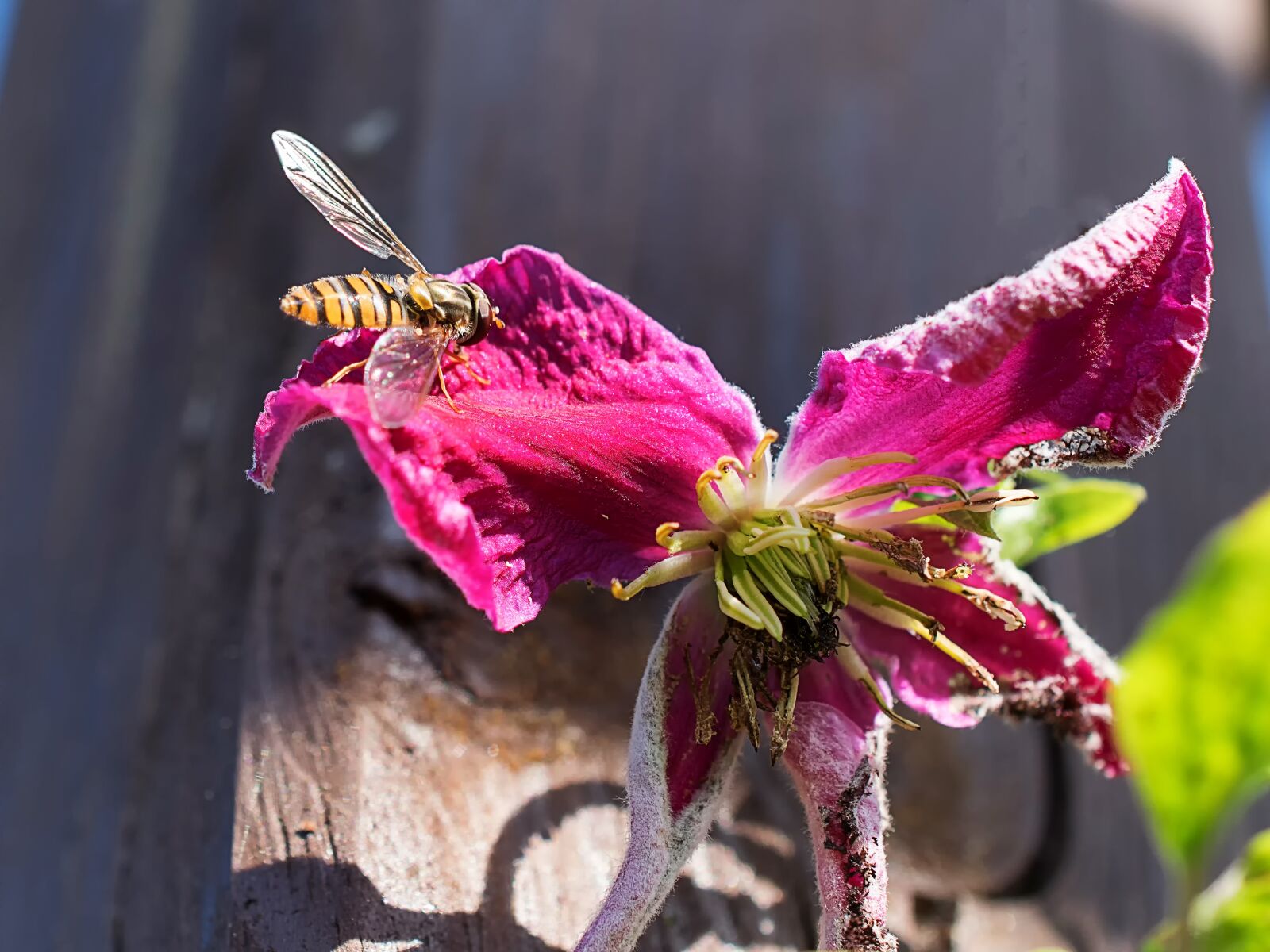 Nikon D3300 sample photo. Hoverfly, flower, pollen photography