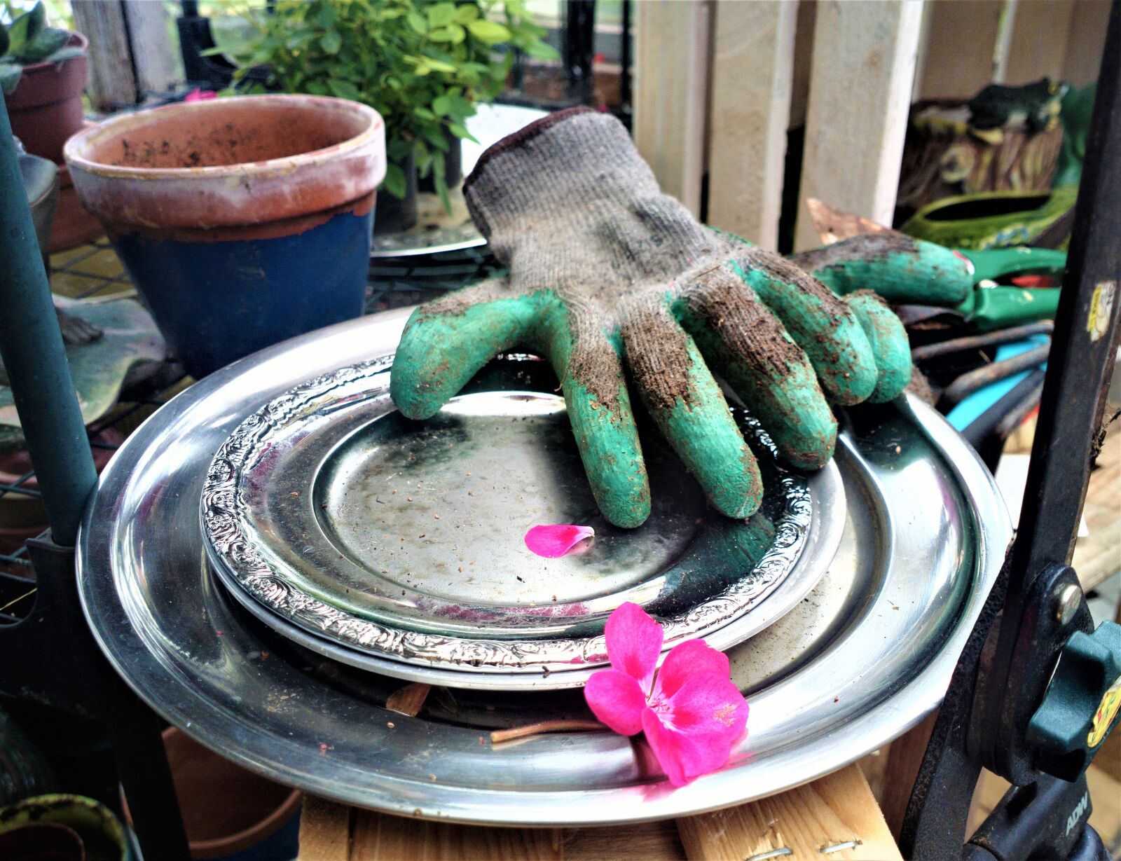Nokia 808 PureView sample photo. Garden, flower, gardening gloves photography