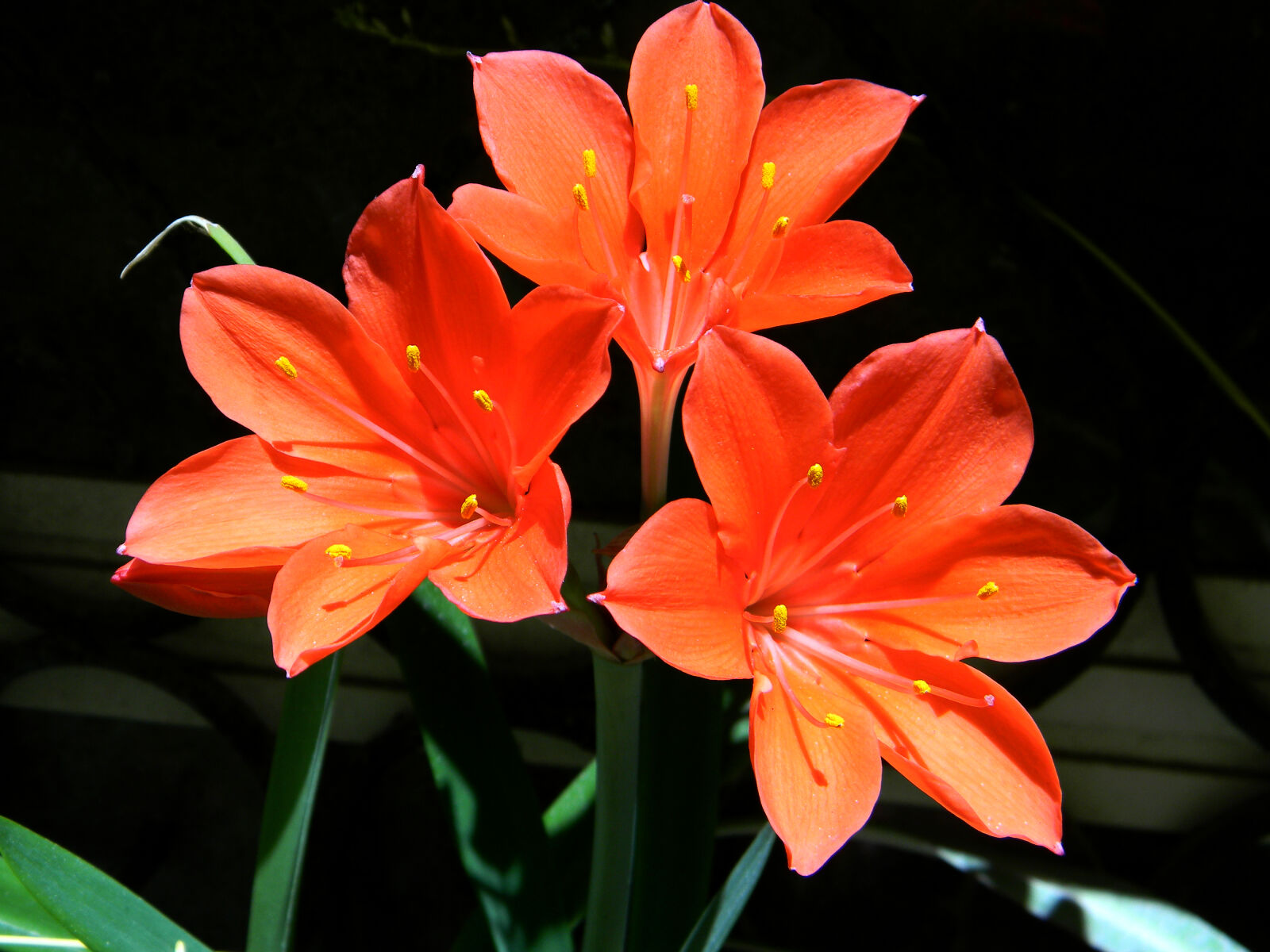 Nikon Coolpix L110 sample photo. Closeup, flowers, petals, red photography