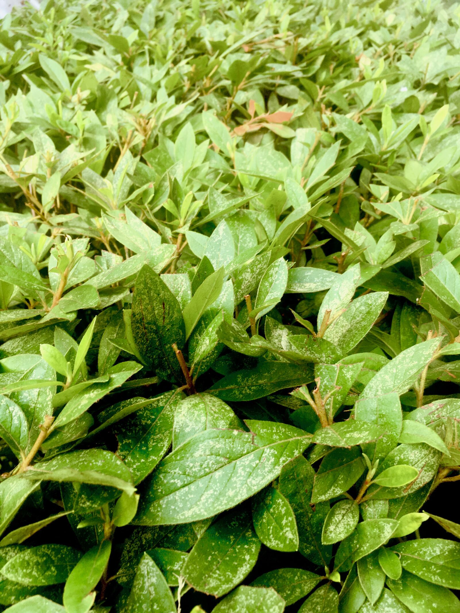 Apple iPhone 6s sample photo. Leaves, plants, nature photography