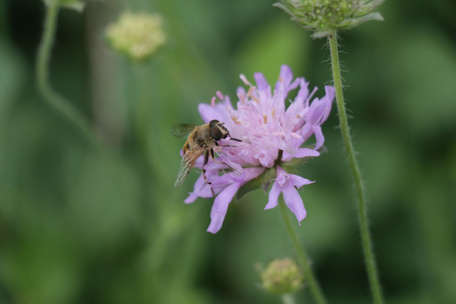 Canon EOS 70D sample photo. Flower, bee, insect photography