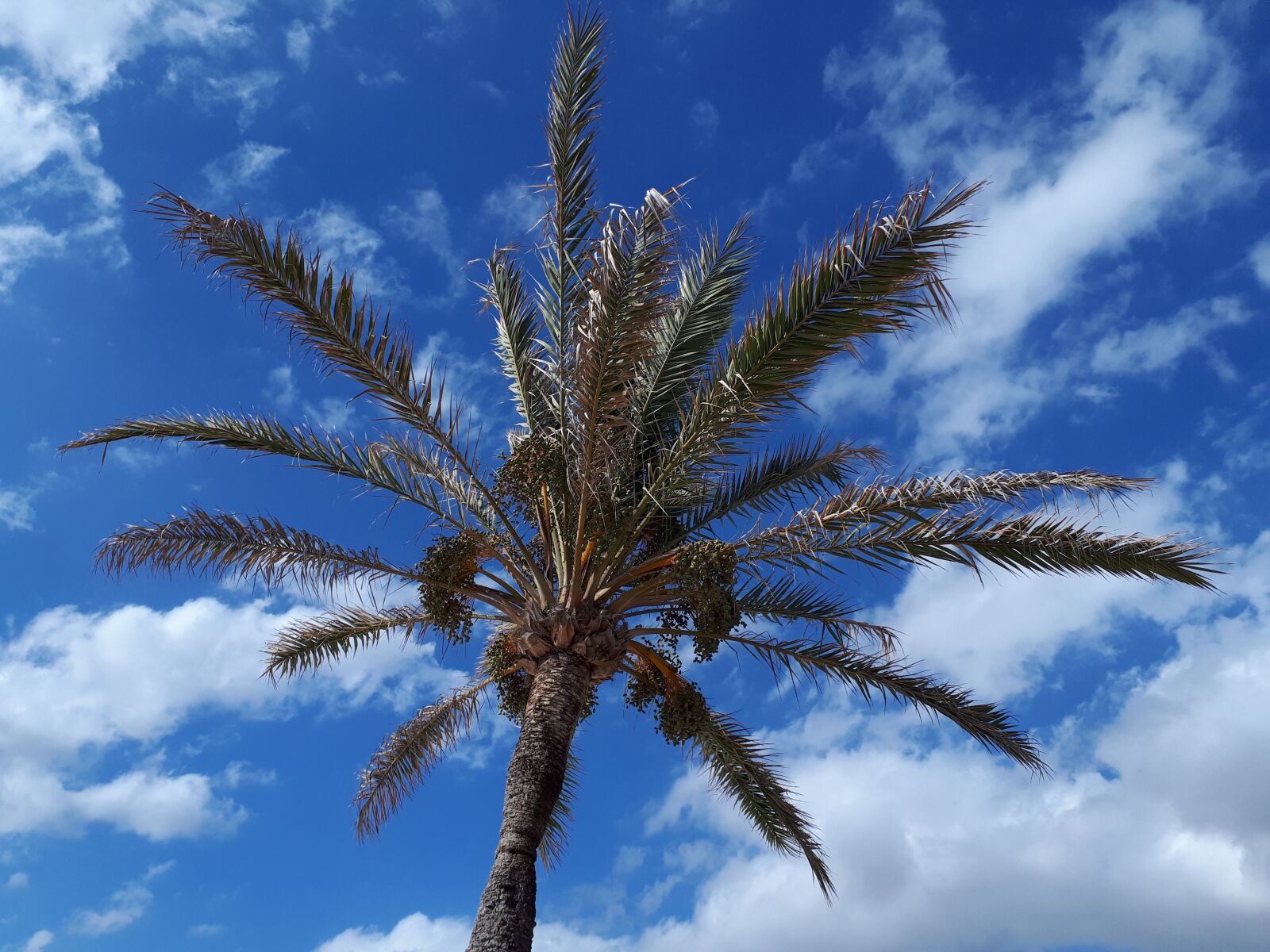 Samsung Galaxy A5(2017) sample photo. Palm, sky, clouds photography