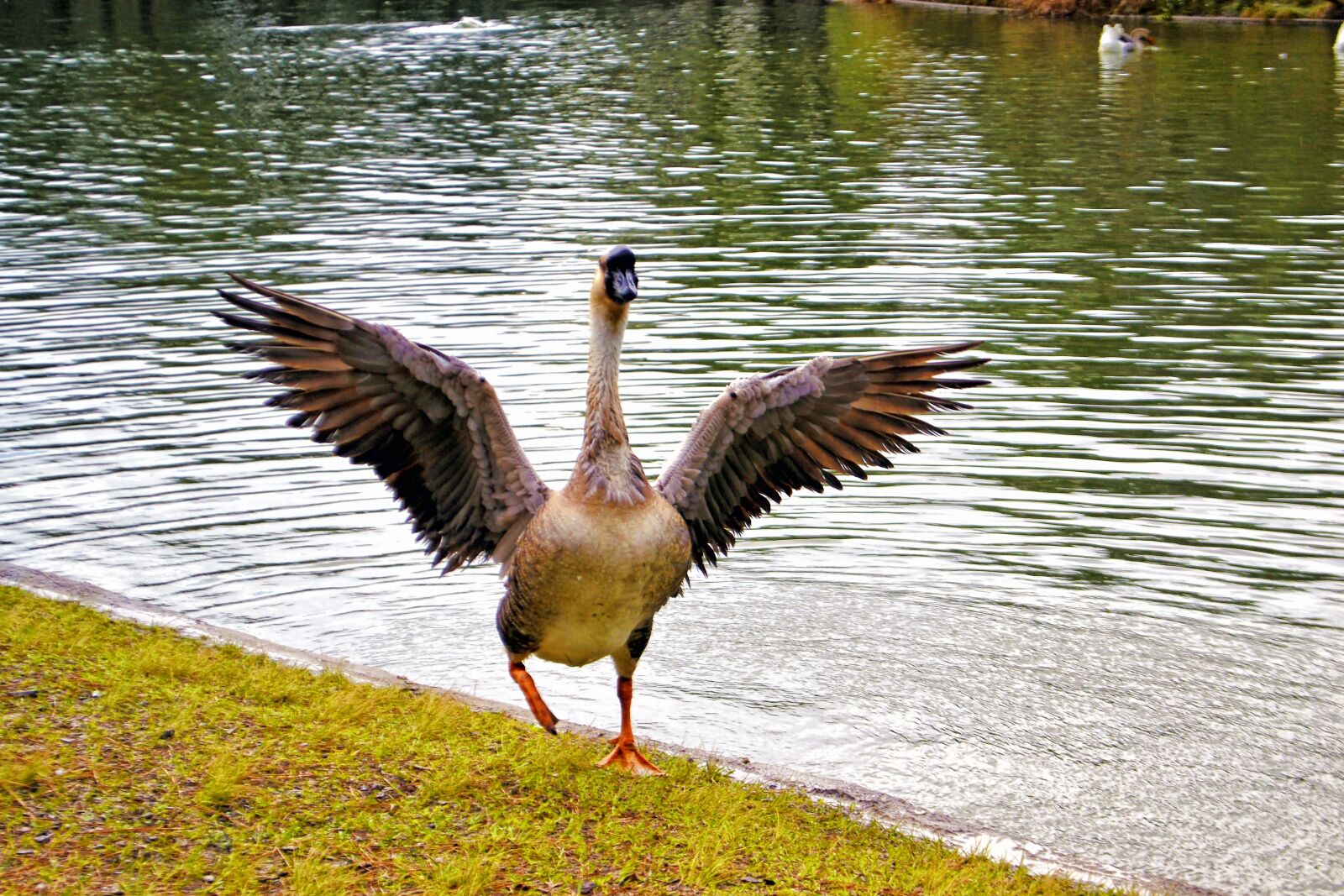 Nikon D3100 sample photo. Lake, freedom, wings photography