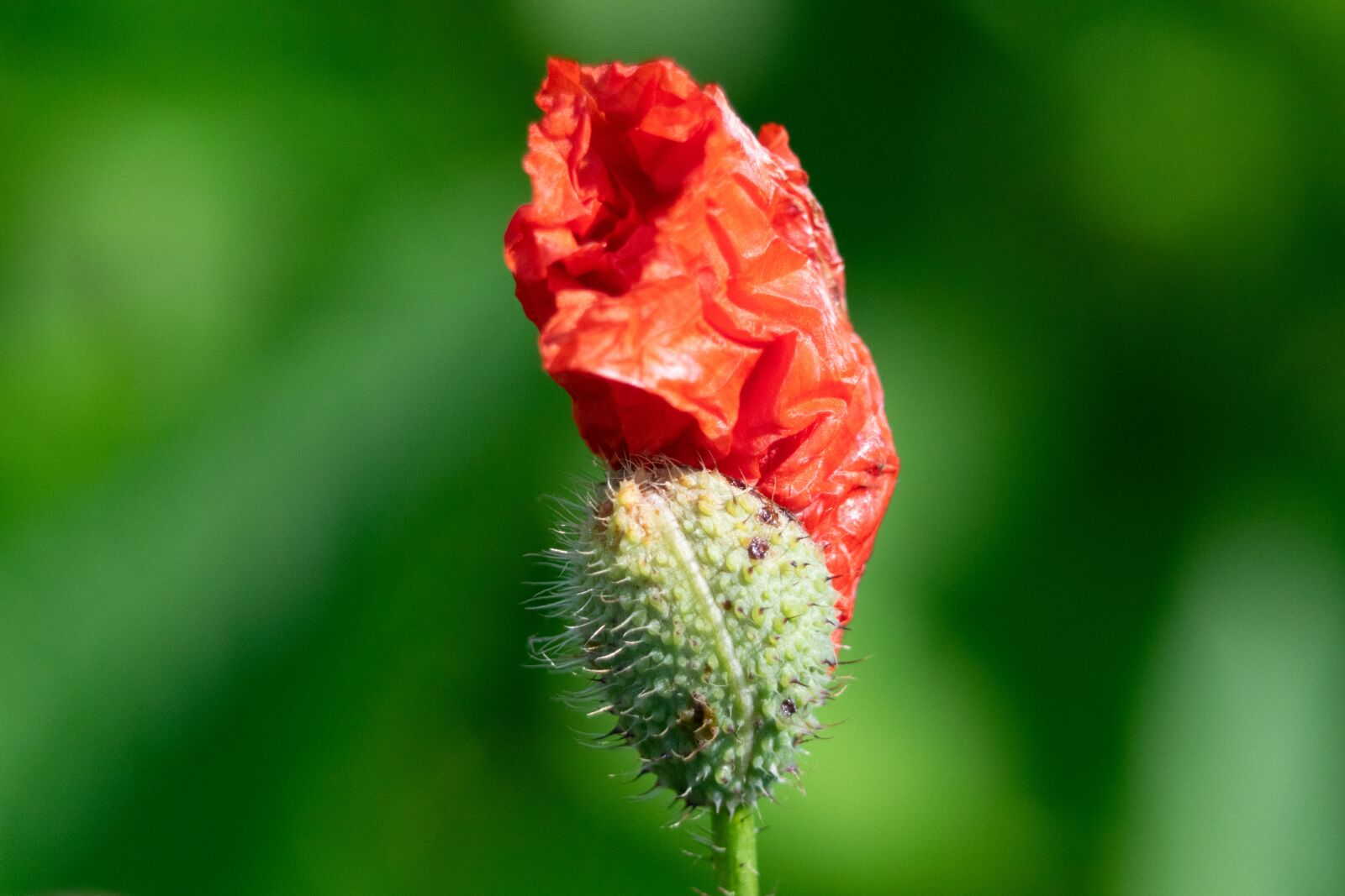 Nikon D3300 sample photo. Flower, garden, flowers photography