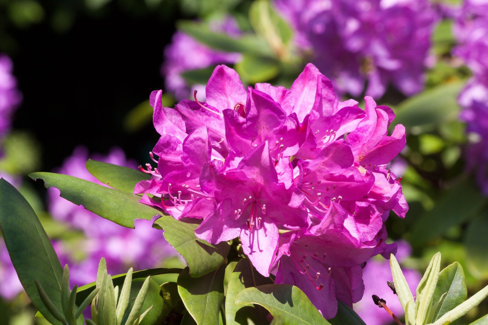 Canon EOS 50D sample photo. Rhododendron, traub notes, doldentraub photography