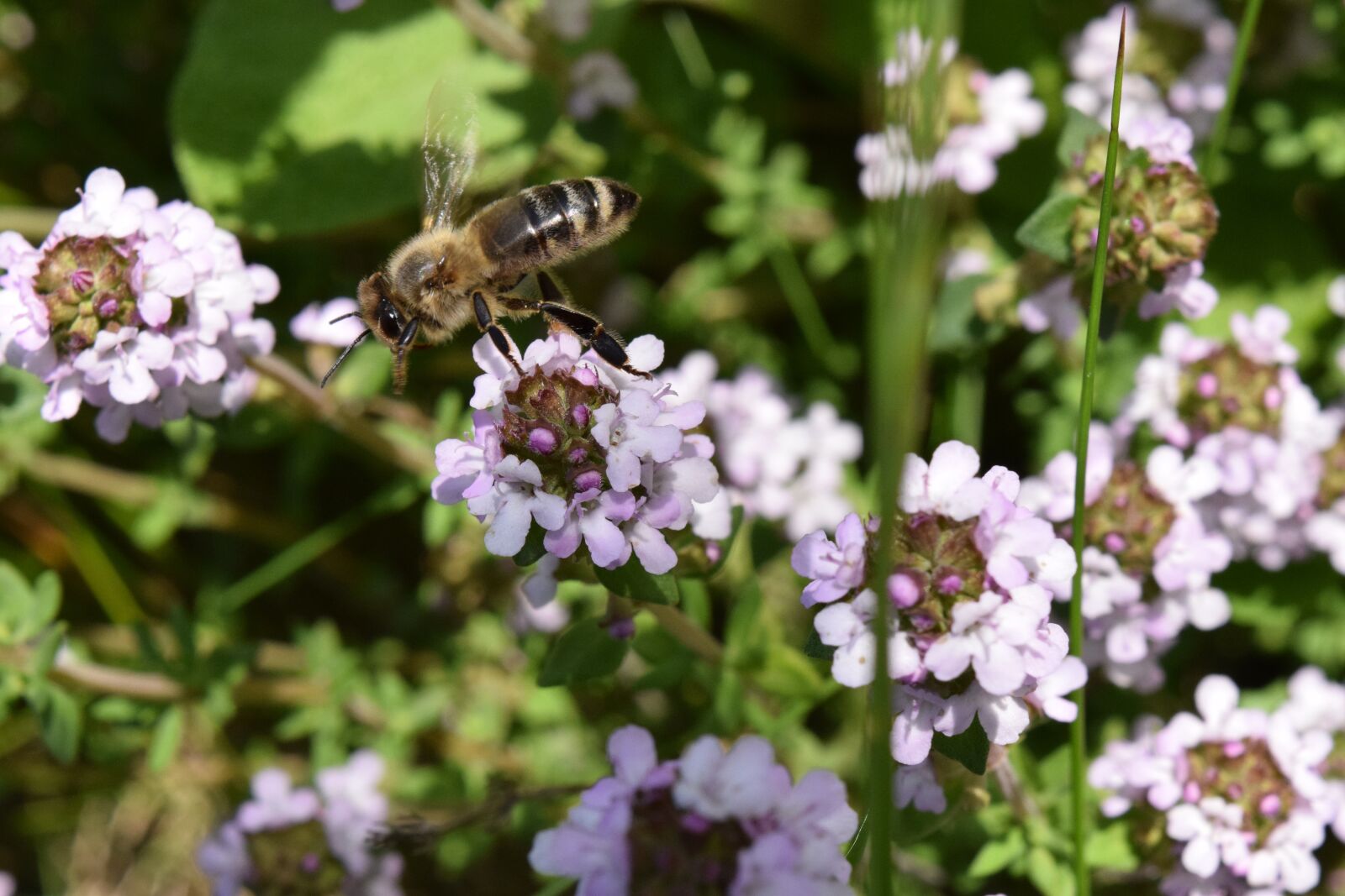 Nikon D3300 sample photo. Bee, flying, flying bee photography
