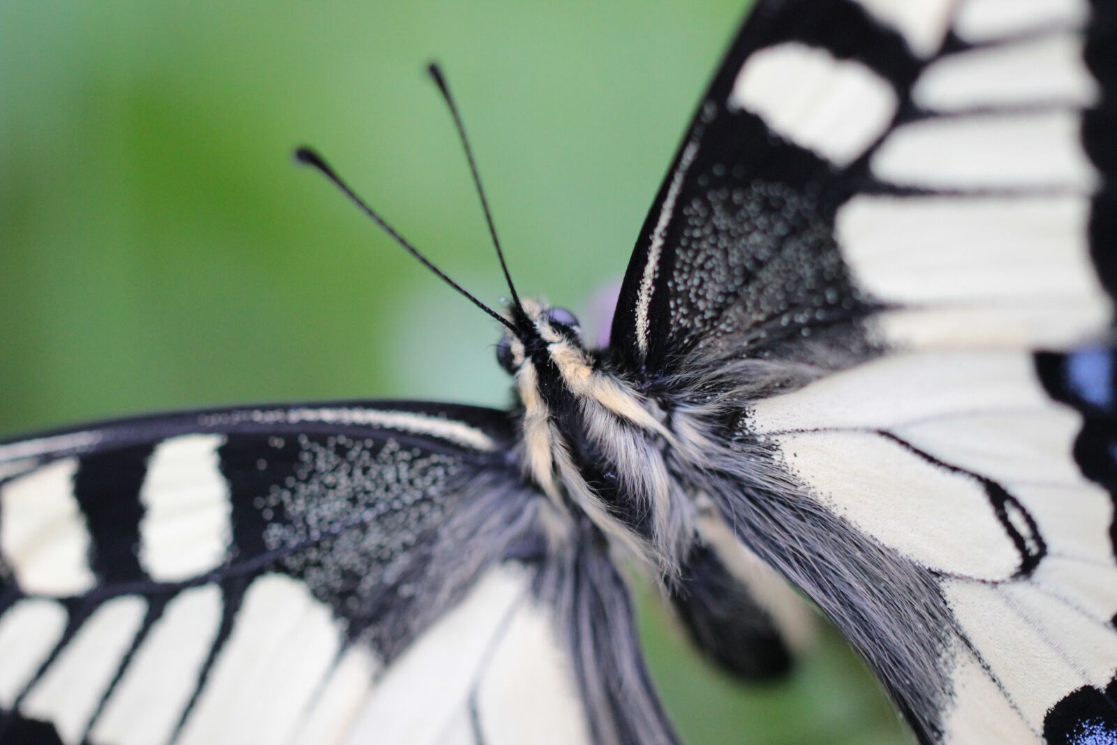 Canon EOS 600D (Rebel EOS T3i / EOS Kiss X5) sample photo. Butterfly, nature, insect photography