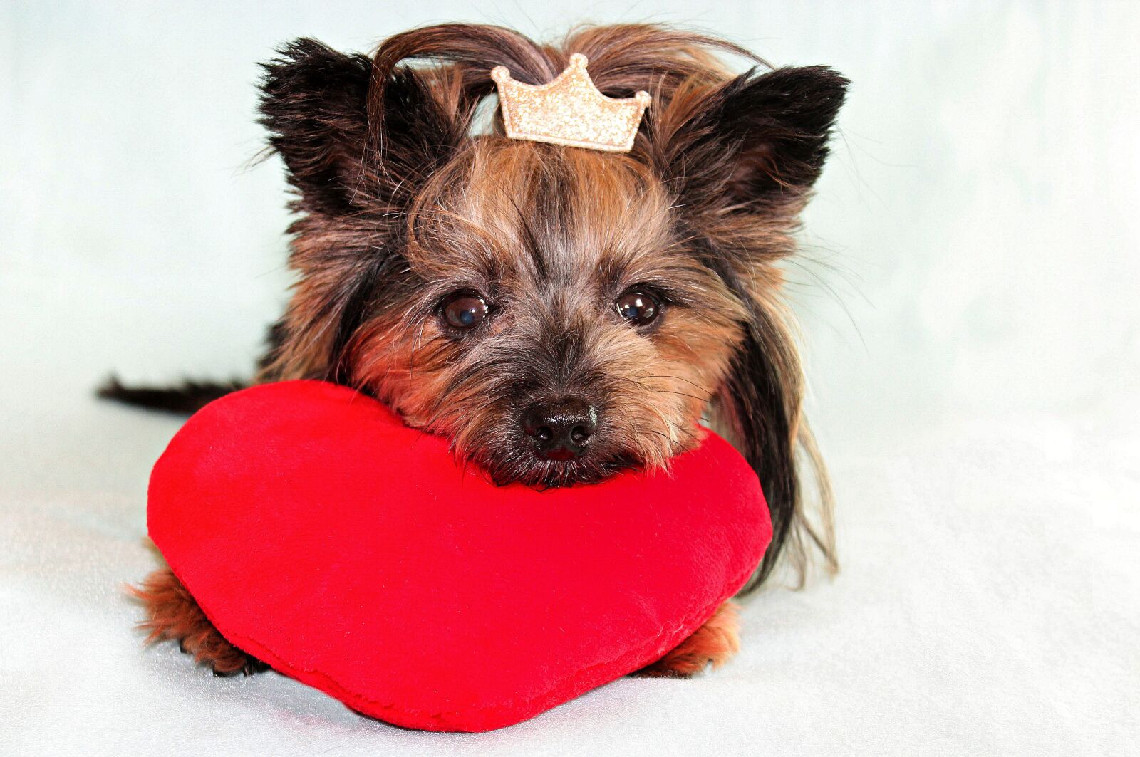 Canon EOS 600D (Rebel EOS T3i / EOS Kiss X5) sample photo. Yorkshire terrier, dog, heart photography