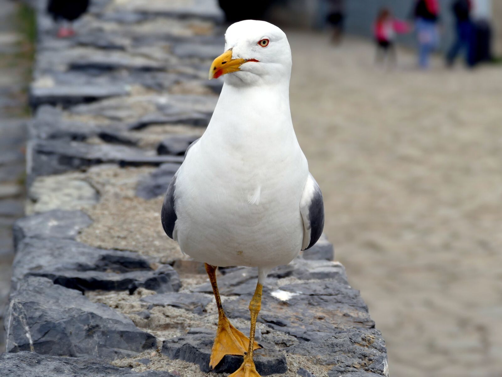 Panasonic Lumix DMC-FZ1000 sample photo. Seagull, bird, birds photography