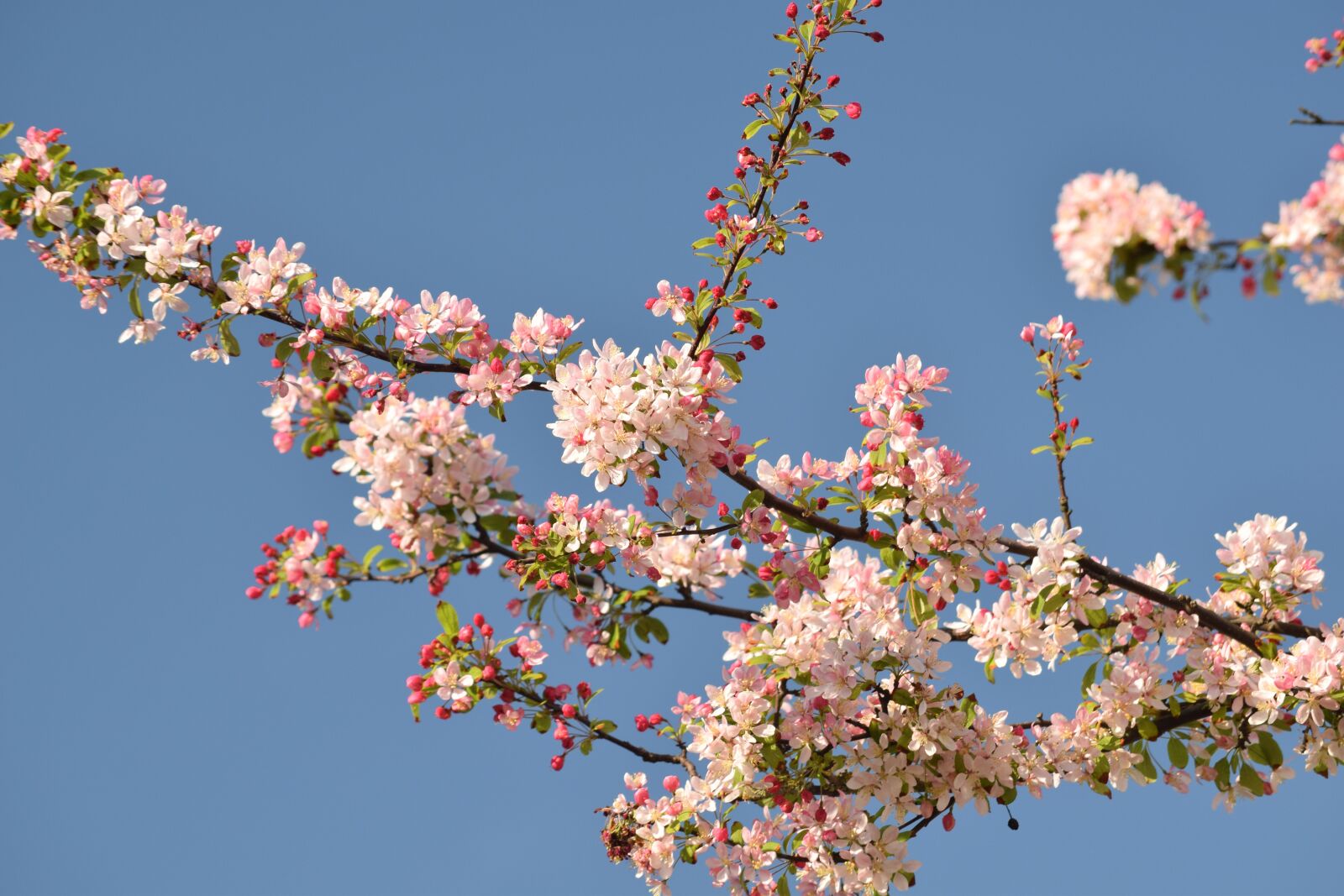 Nikon D3300 sample photo. Blossom, hellevoetsluis, flowers photography