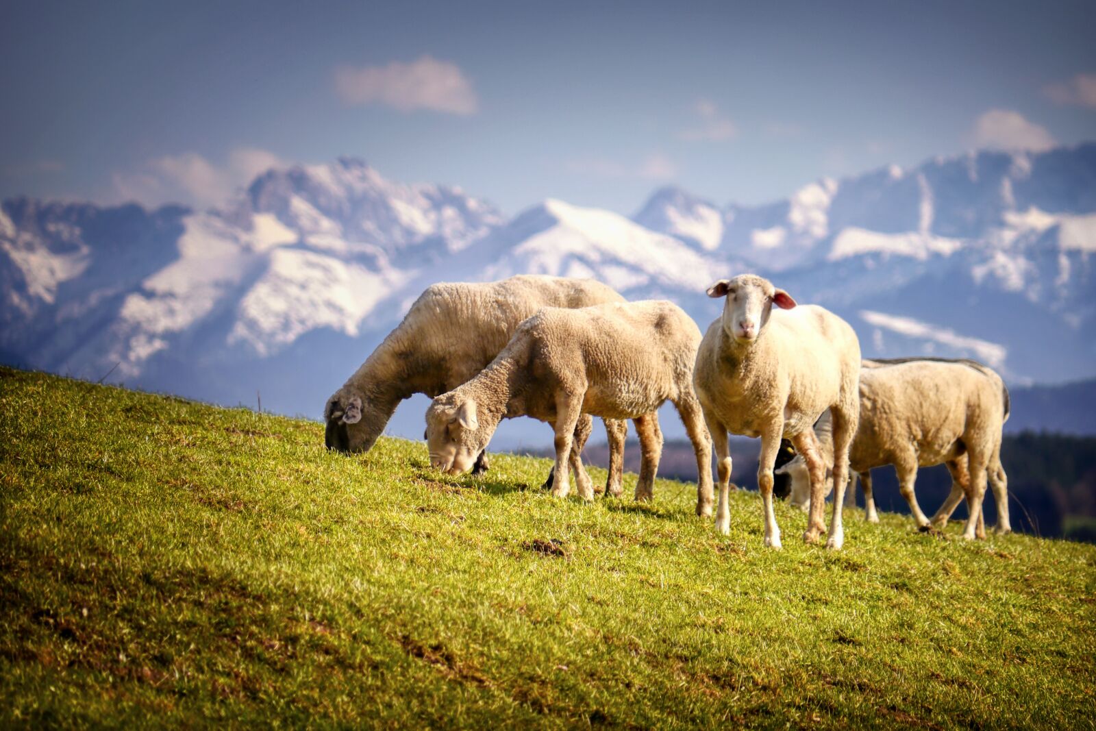 Panasonic Lumix DMC-G5 sample photo. Sheep, pasture, meadow photography