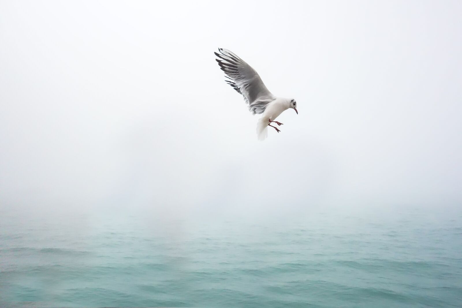 Sony Cyber-shot DSC-RX100 sample photo. Seagull, bird, sea photography